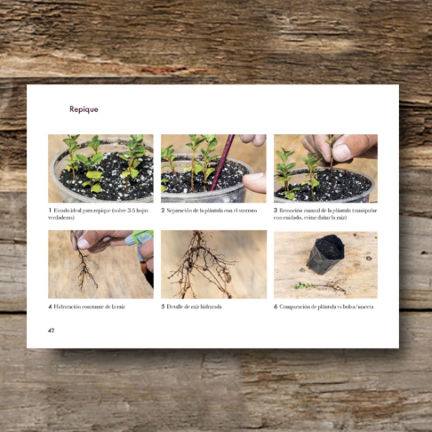 Manual de propagación de árboles nativos de Chile