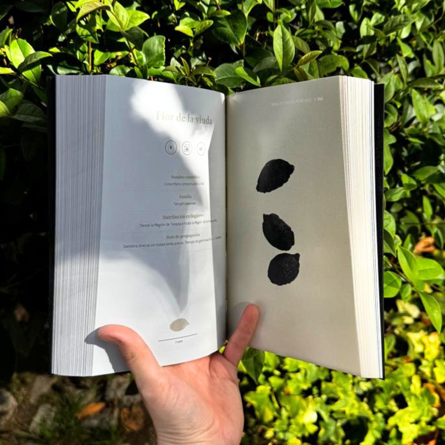 Guía visual de semillas nativas de Chile central