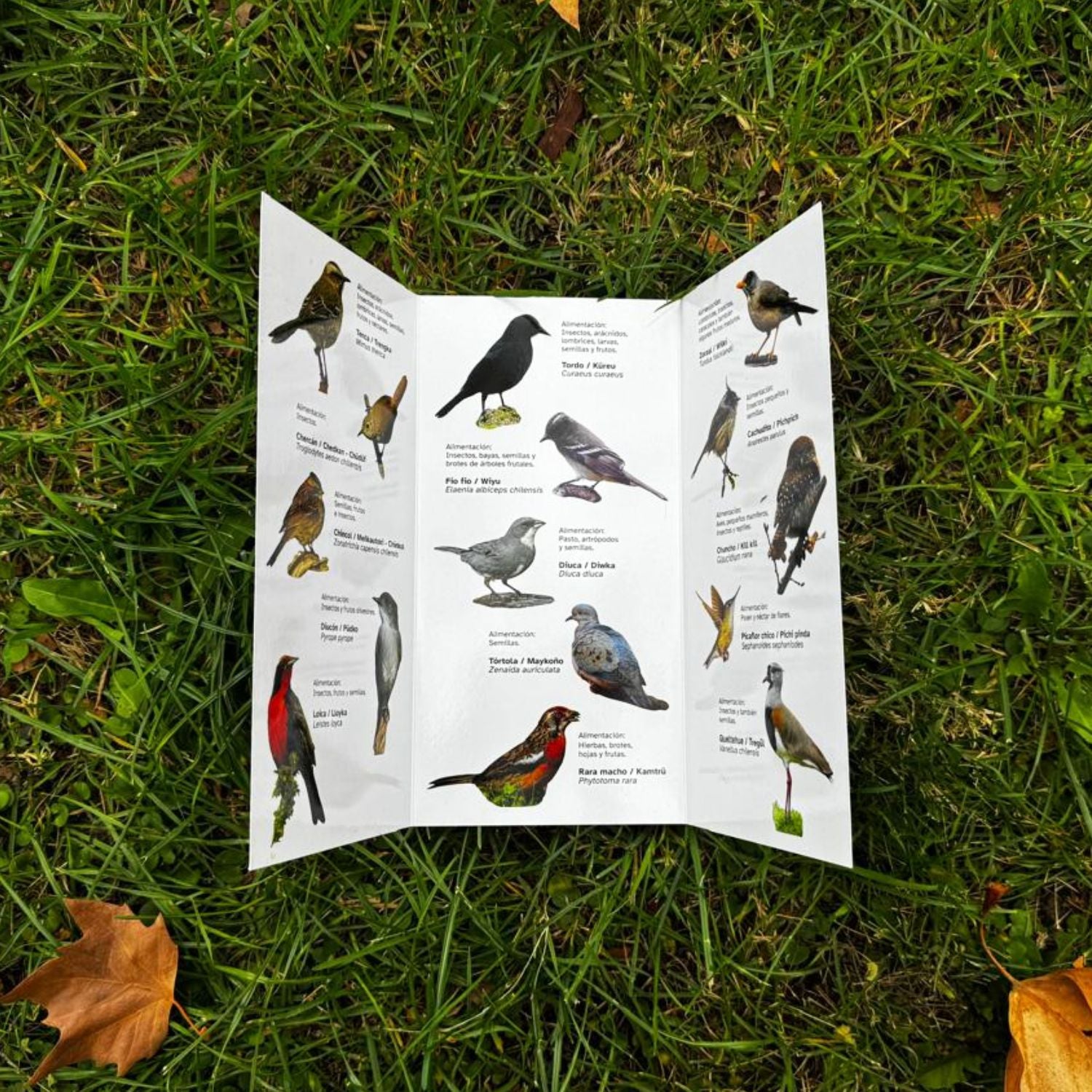 Guía de bolsillo - Aves de jardín