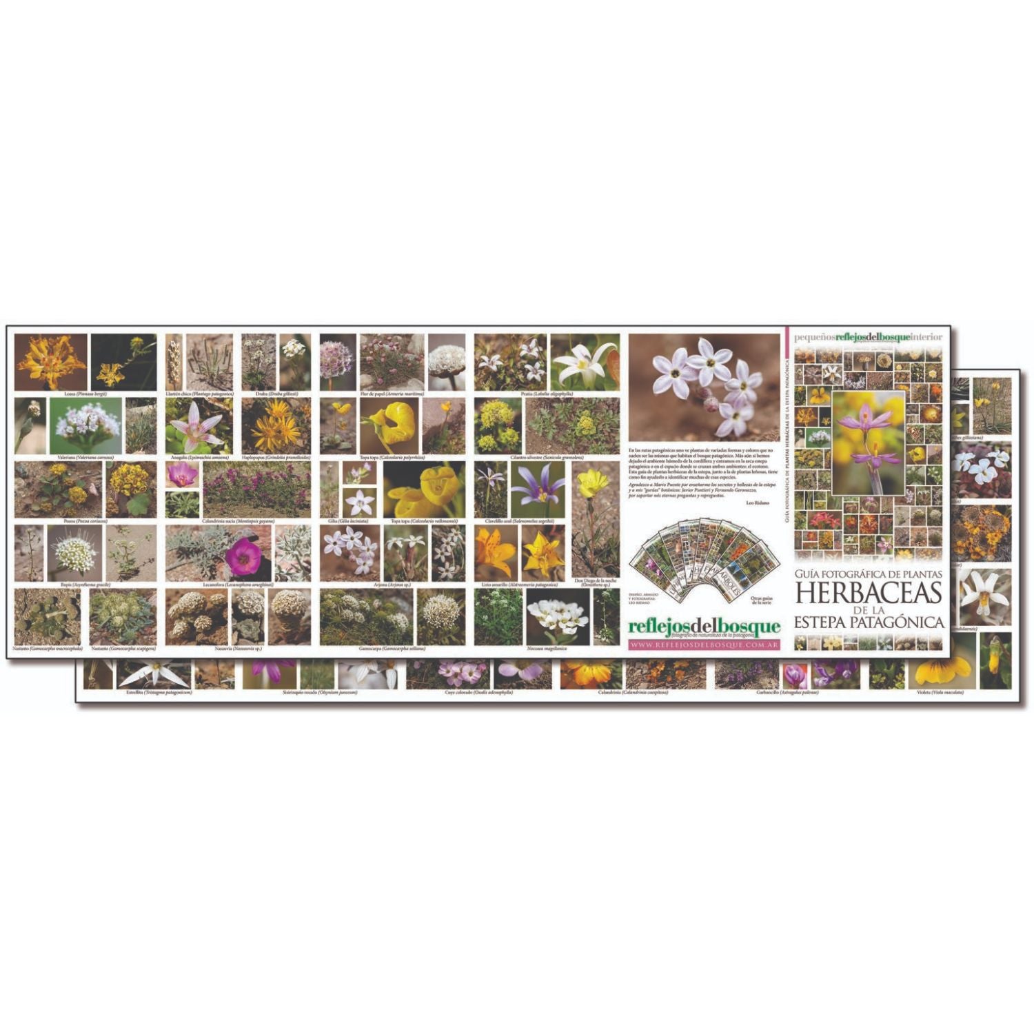 Guía fotográfica de plantas herbáceas de la estepa patagónica