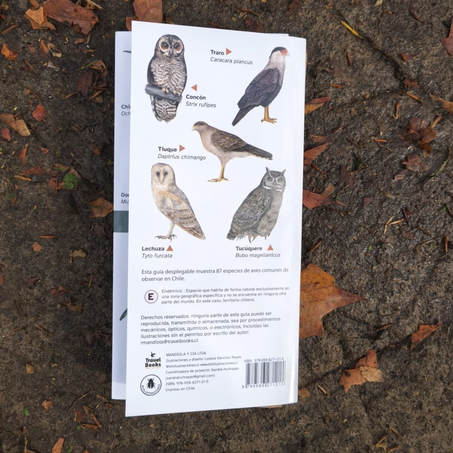 Guía de bolsillo - Aves de Chile (87 especies)
