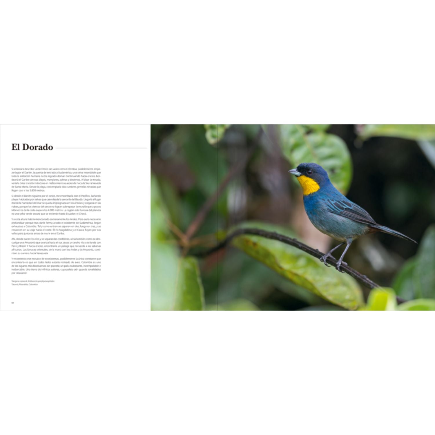 Portfolio 1: Fotografías e historias de aves extraordinarias