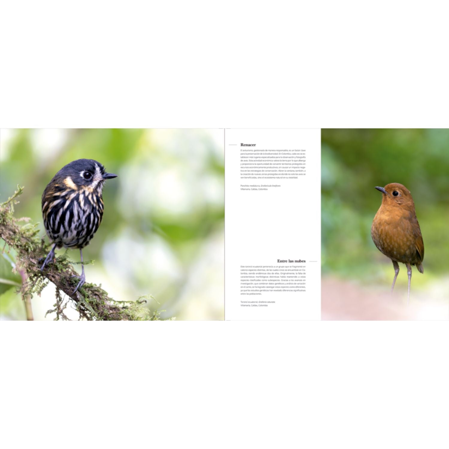 Portfolio 1: Fotografías e historias de aves extraordinarias