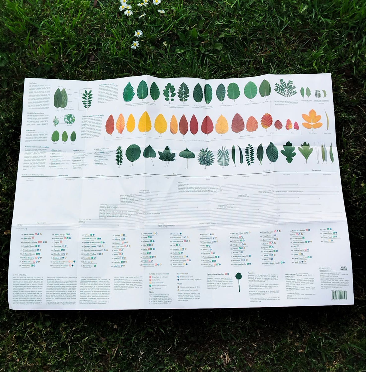 Lámina de identificación de Hojas Atlas Nativas
