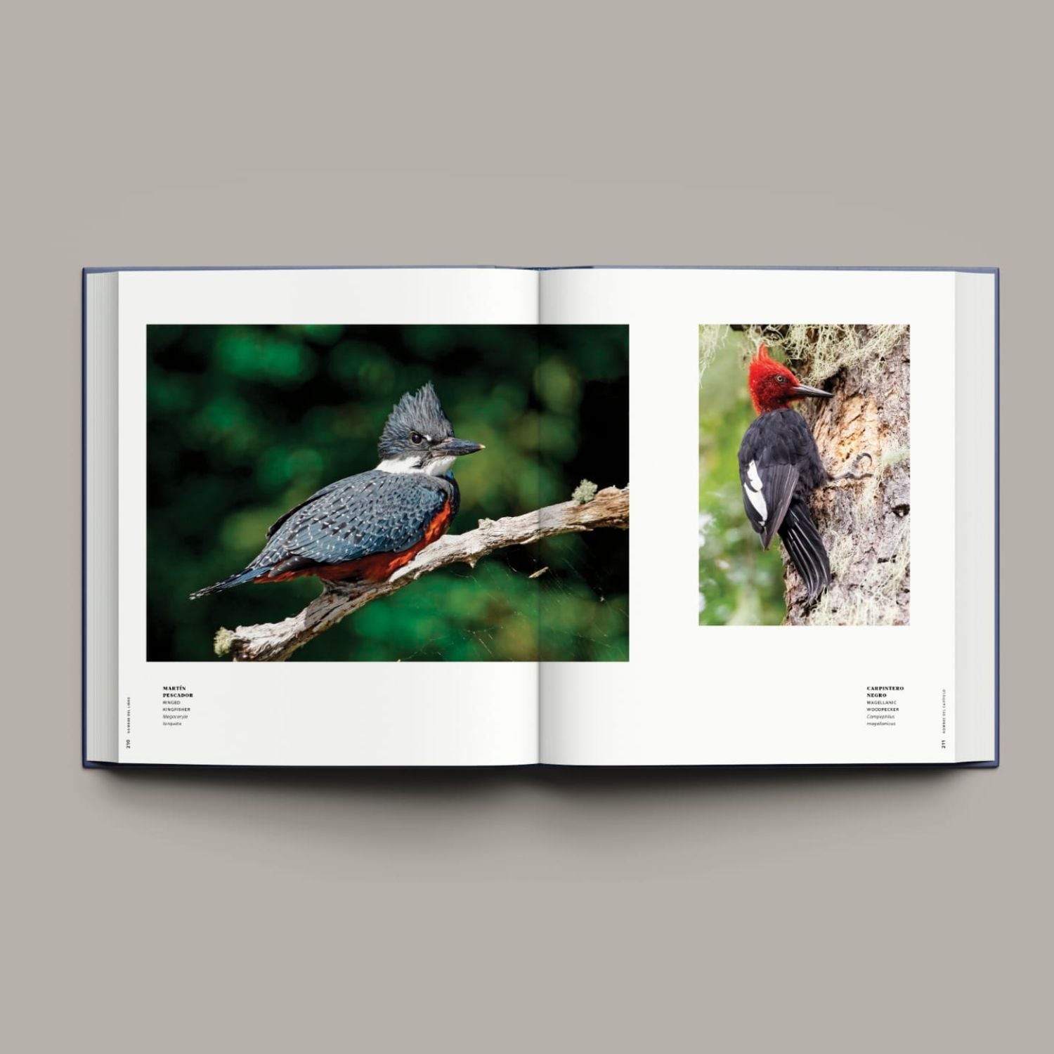 365 Birds of Chile