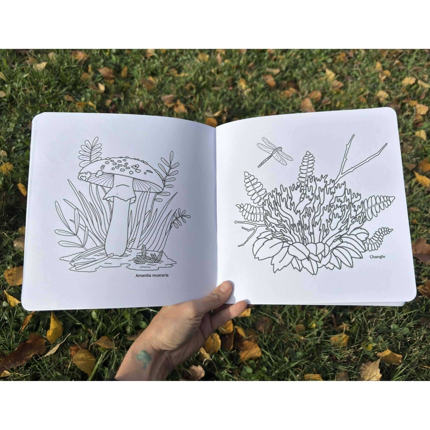 Libro de actividades: Otoño descubre y pinta