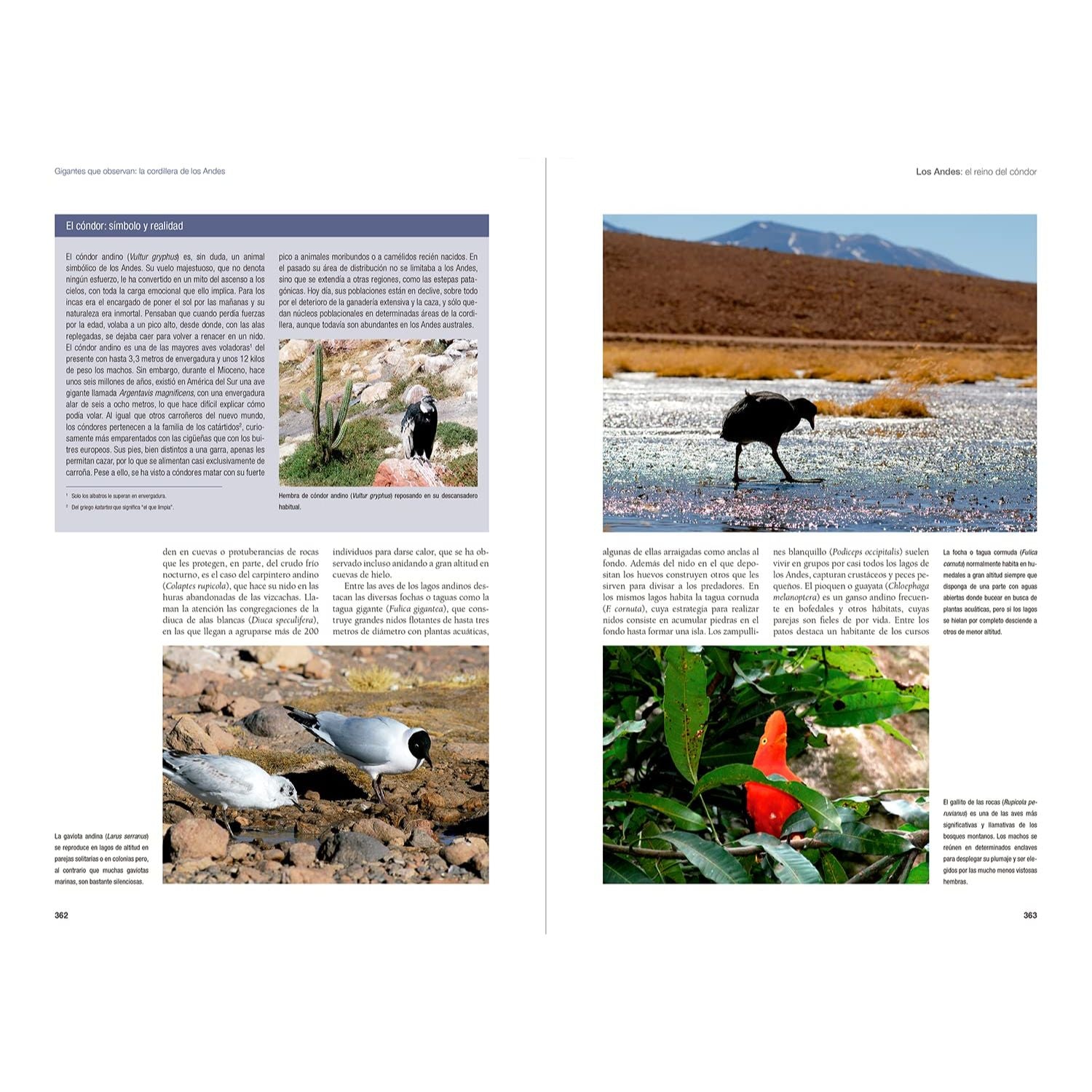 De Amazonia a Patagonia