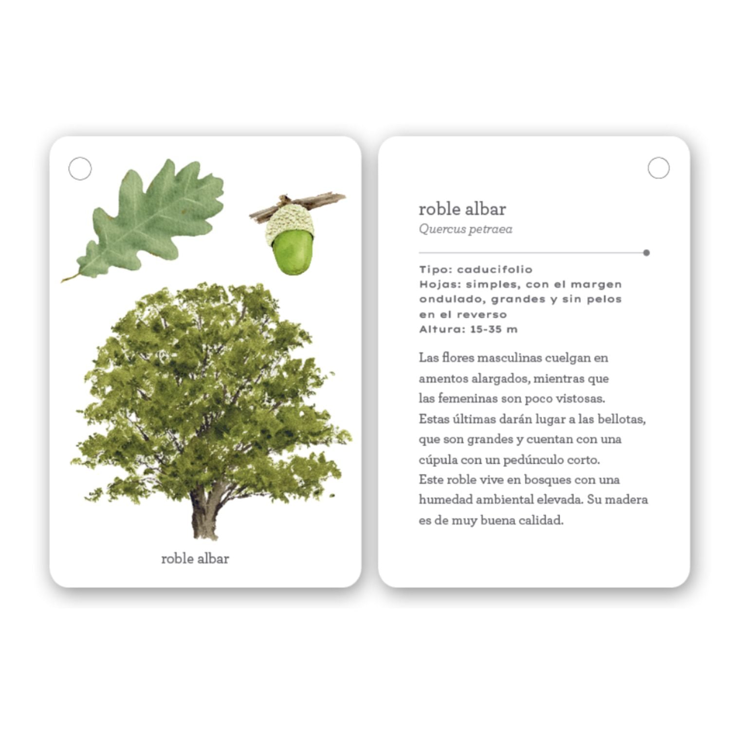 Fíjate: árboles
