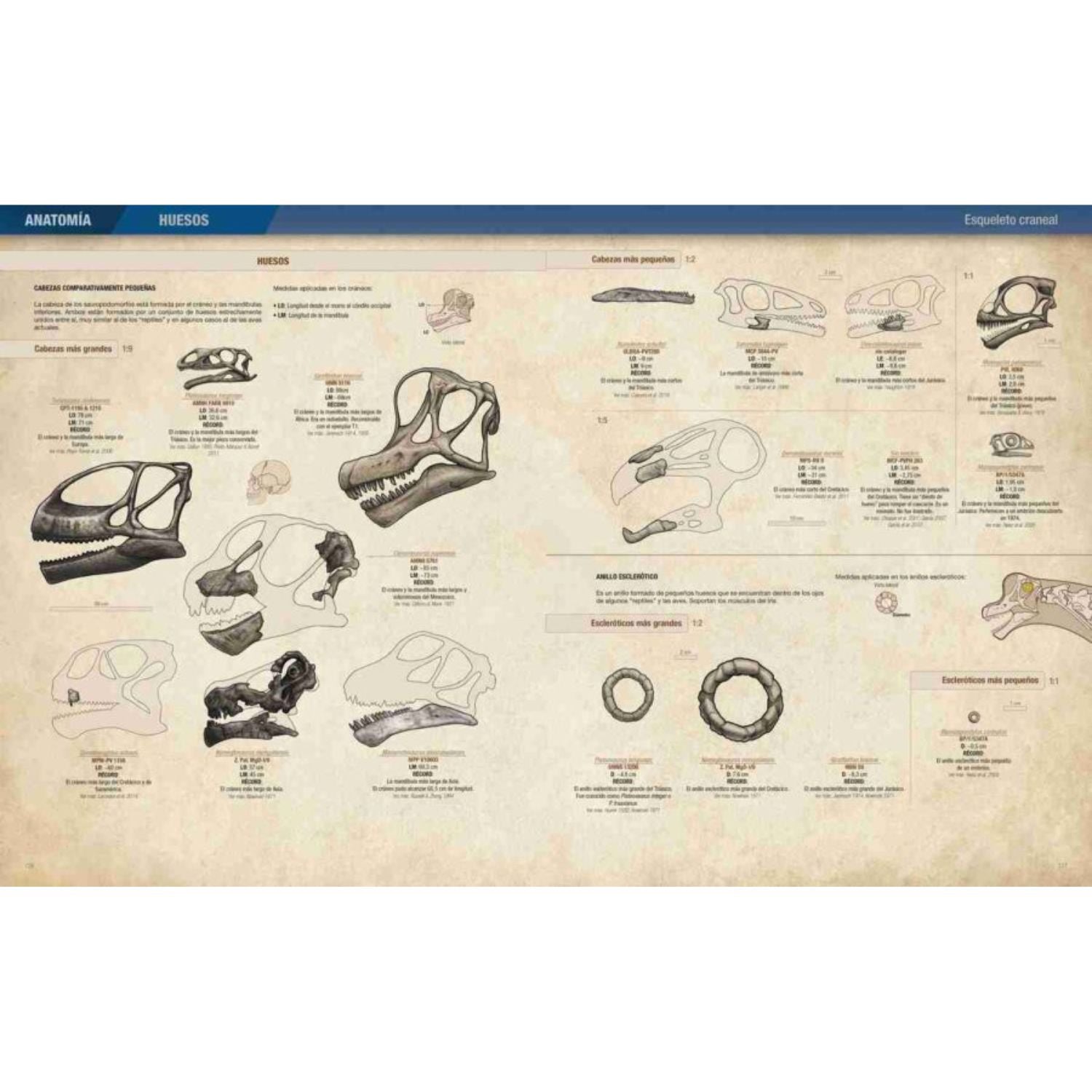 Records y curiosidades de los dinosaurios