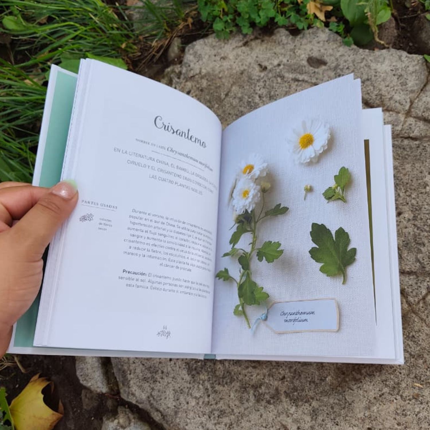 Álbum de plantas prohibidas