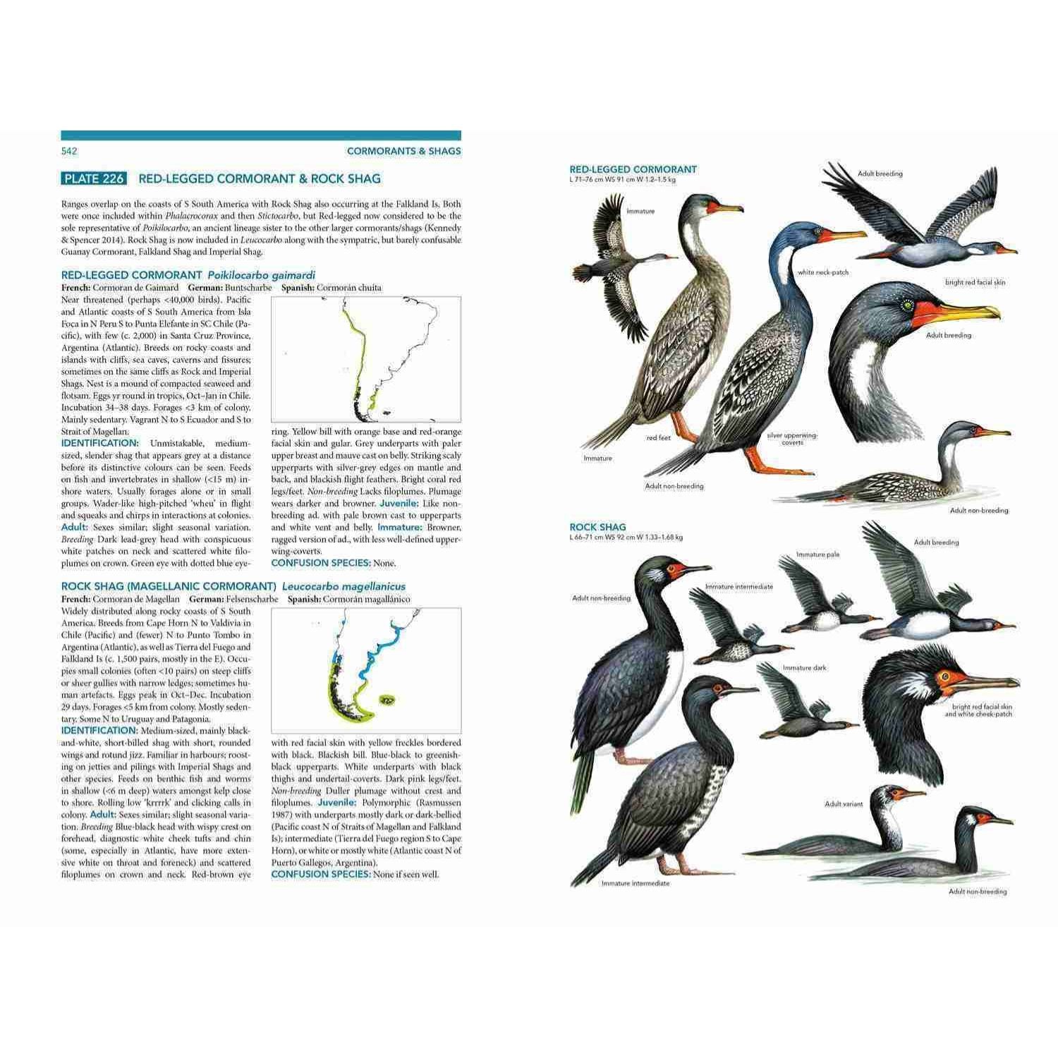 Seabirds - The New Identification Guide
