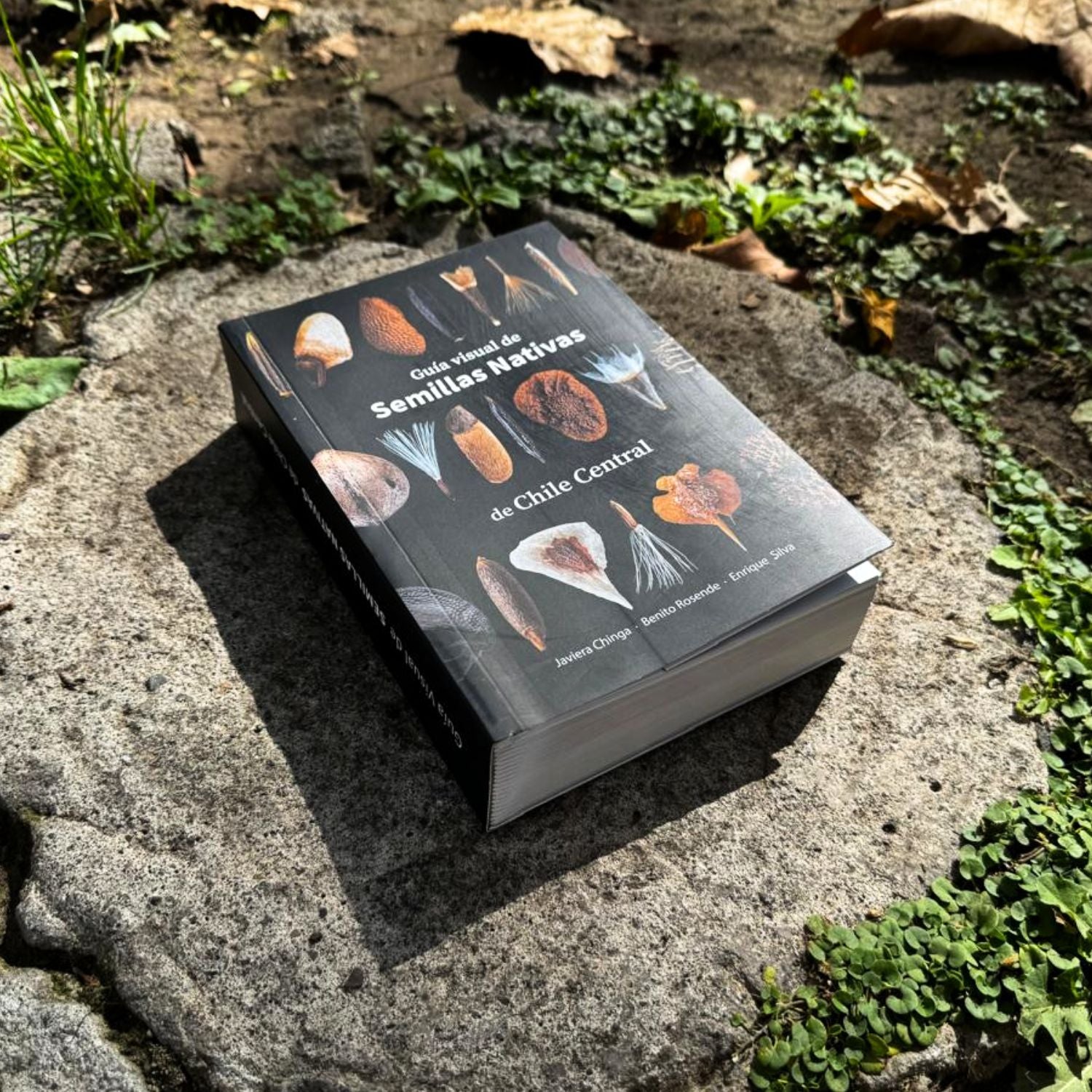 Guía visual de semillas nativas de Chile central