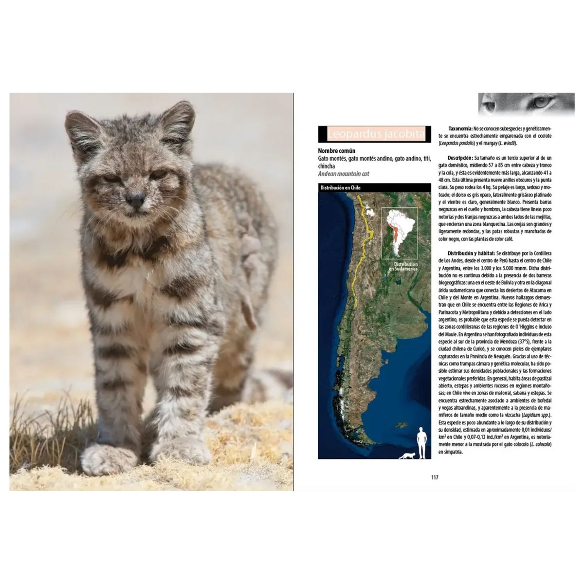 Los Carnívoros de Chile Tercera Edición (Tapa Dura)
