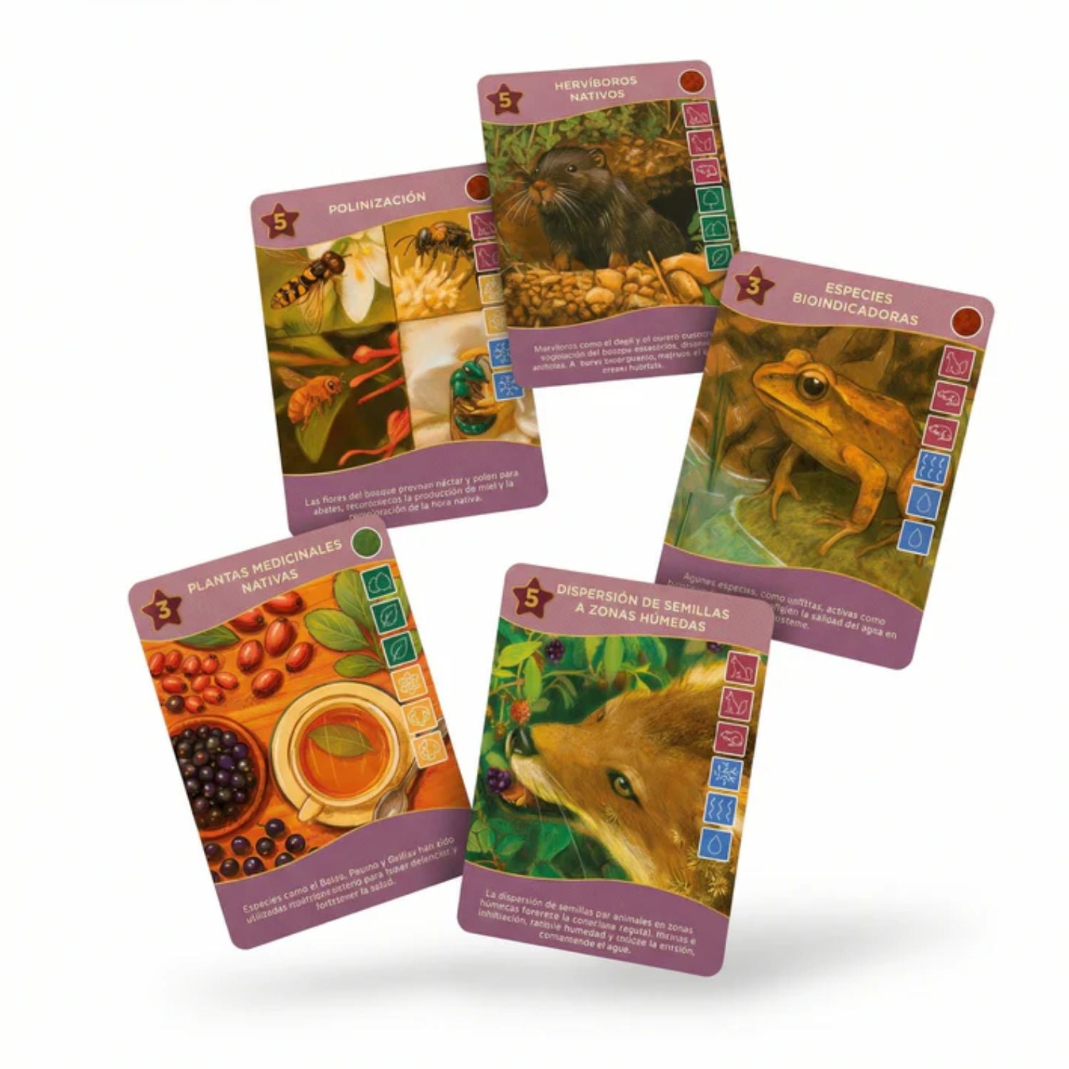 Quillén: El bosque esclerófilo