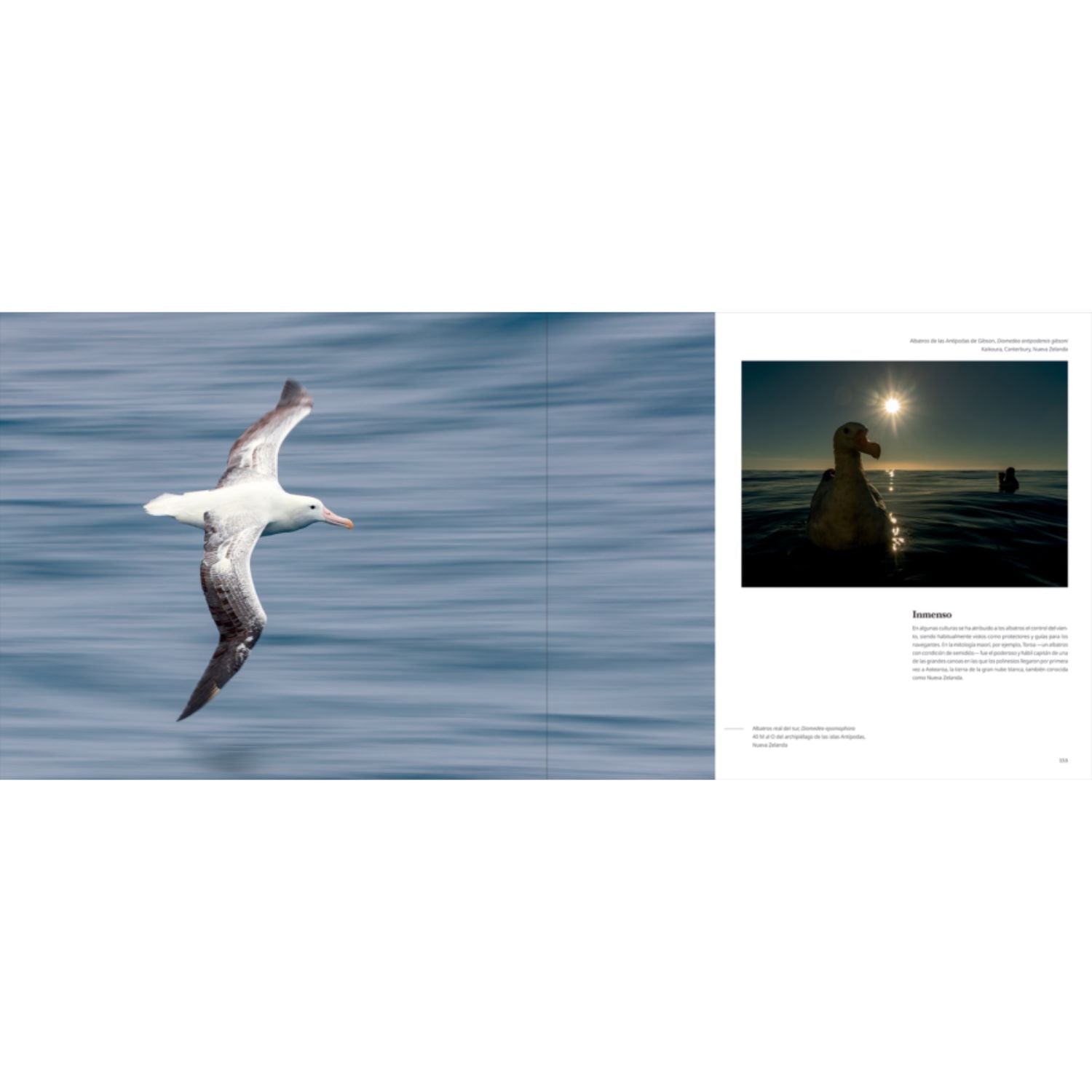 Portfolio 1: Fotografías e historias de aves extraordinarias