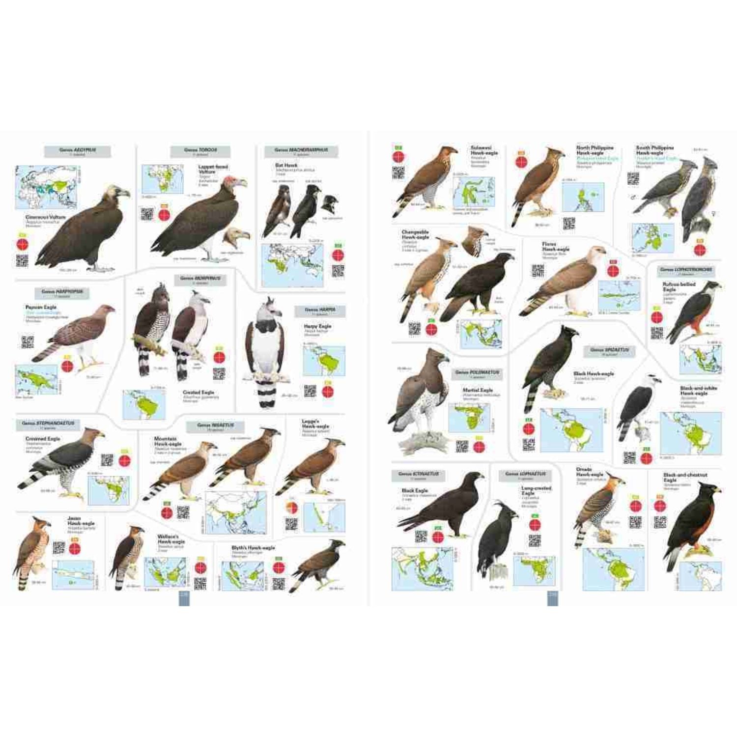 All the Birds of the World – Bosquechileno