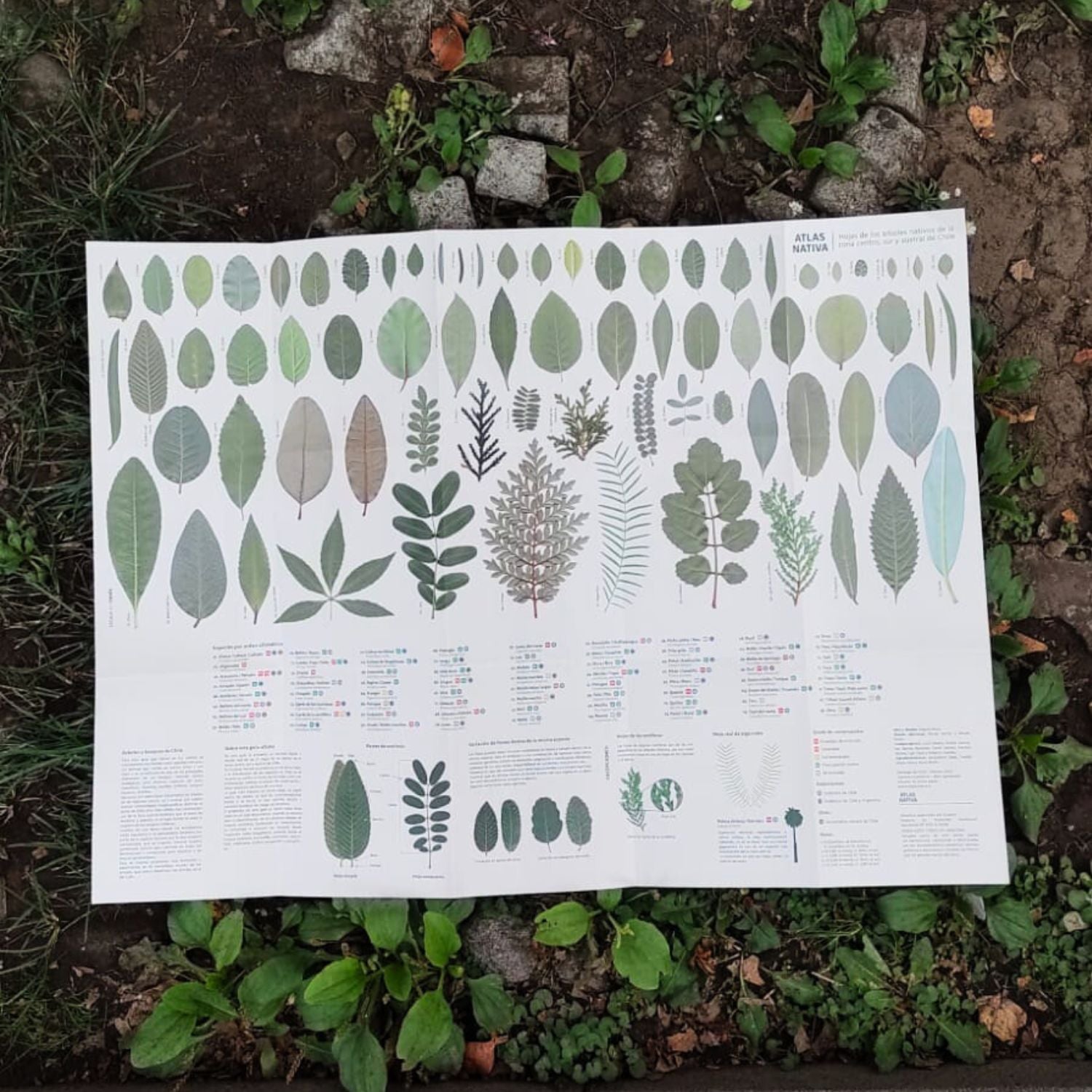 Lámina de identificación de Hojas Atlas Nativas