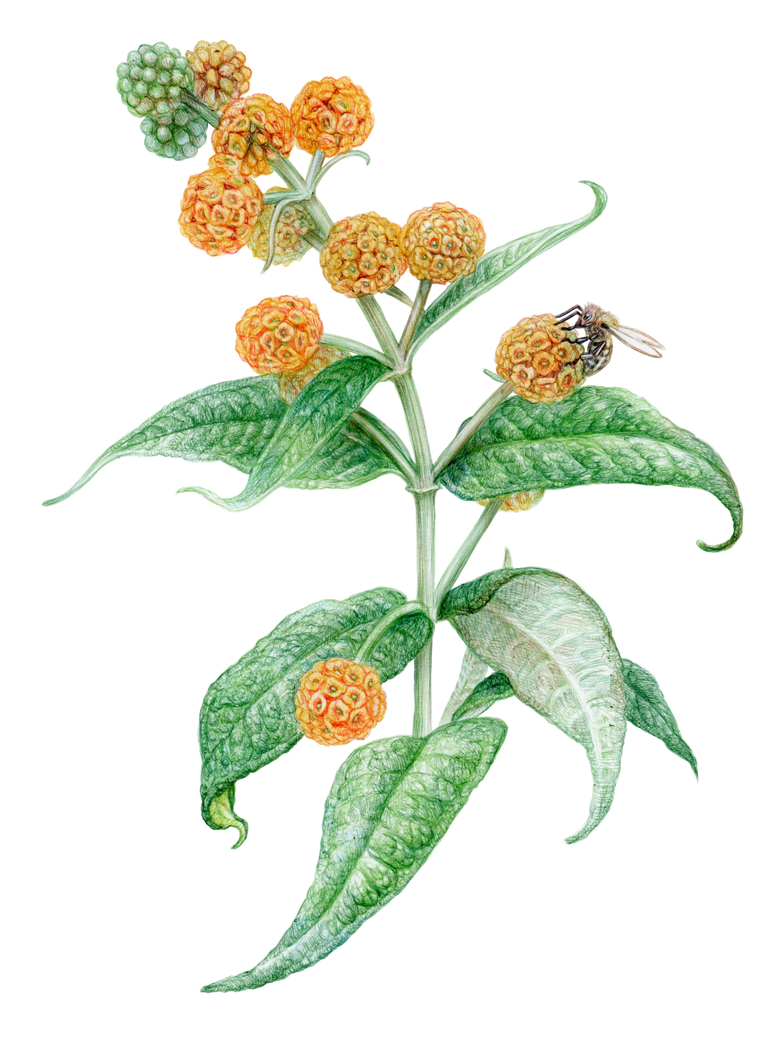 Plantas medicinales nativas de Chile