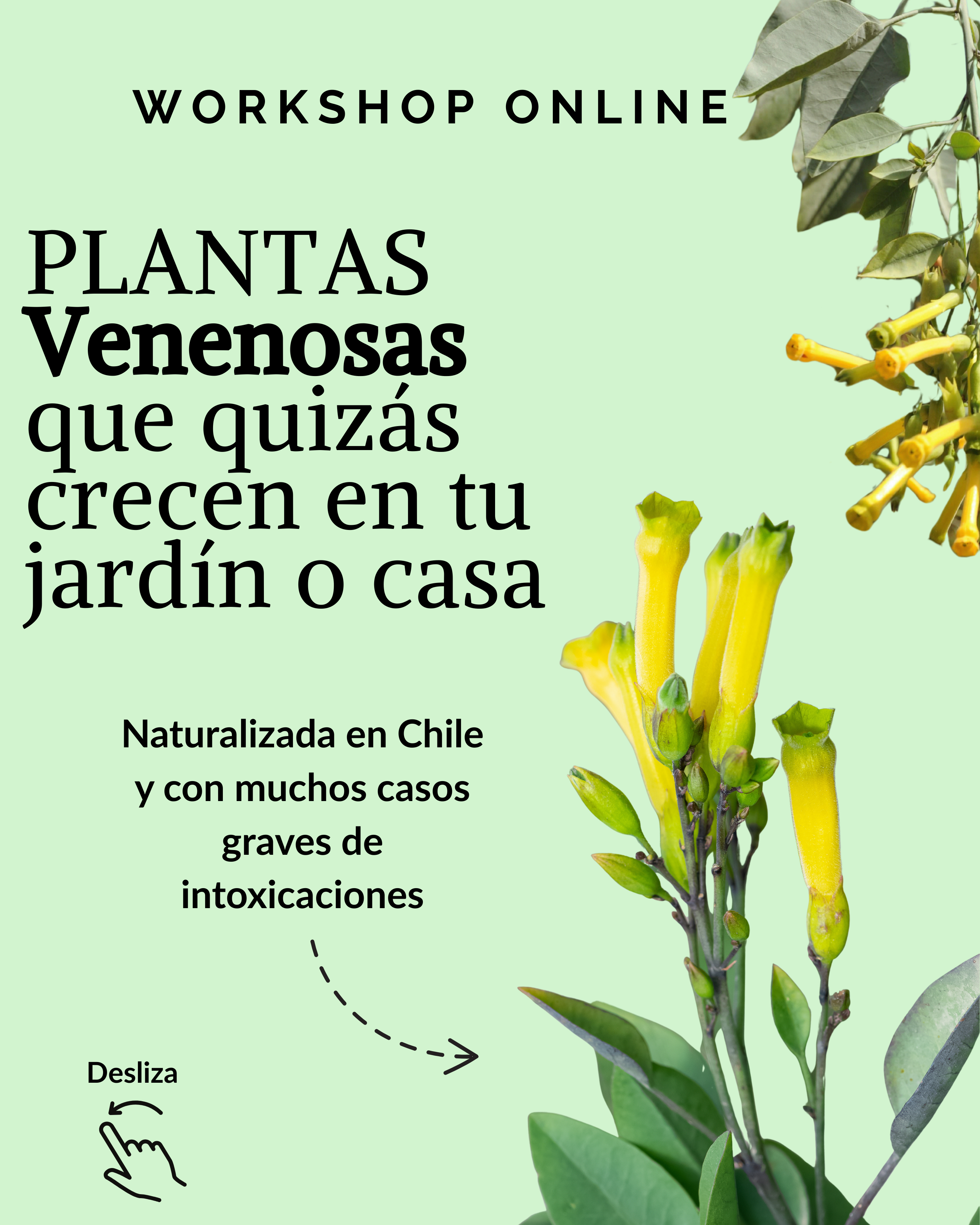 Workshop online: Plantas venenosas que quizás crecen en tu jardín o casa