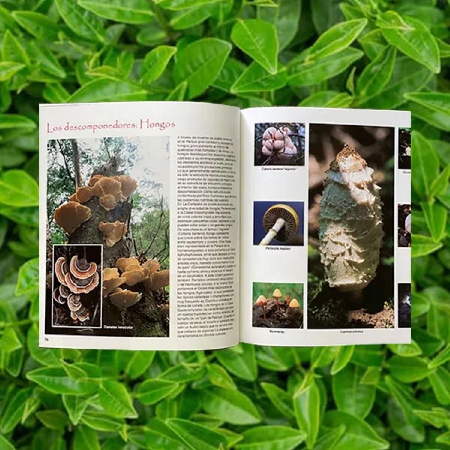 Parque Nacional La Campana - Flora y Fauna - Segunda edición