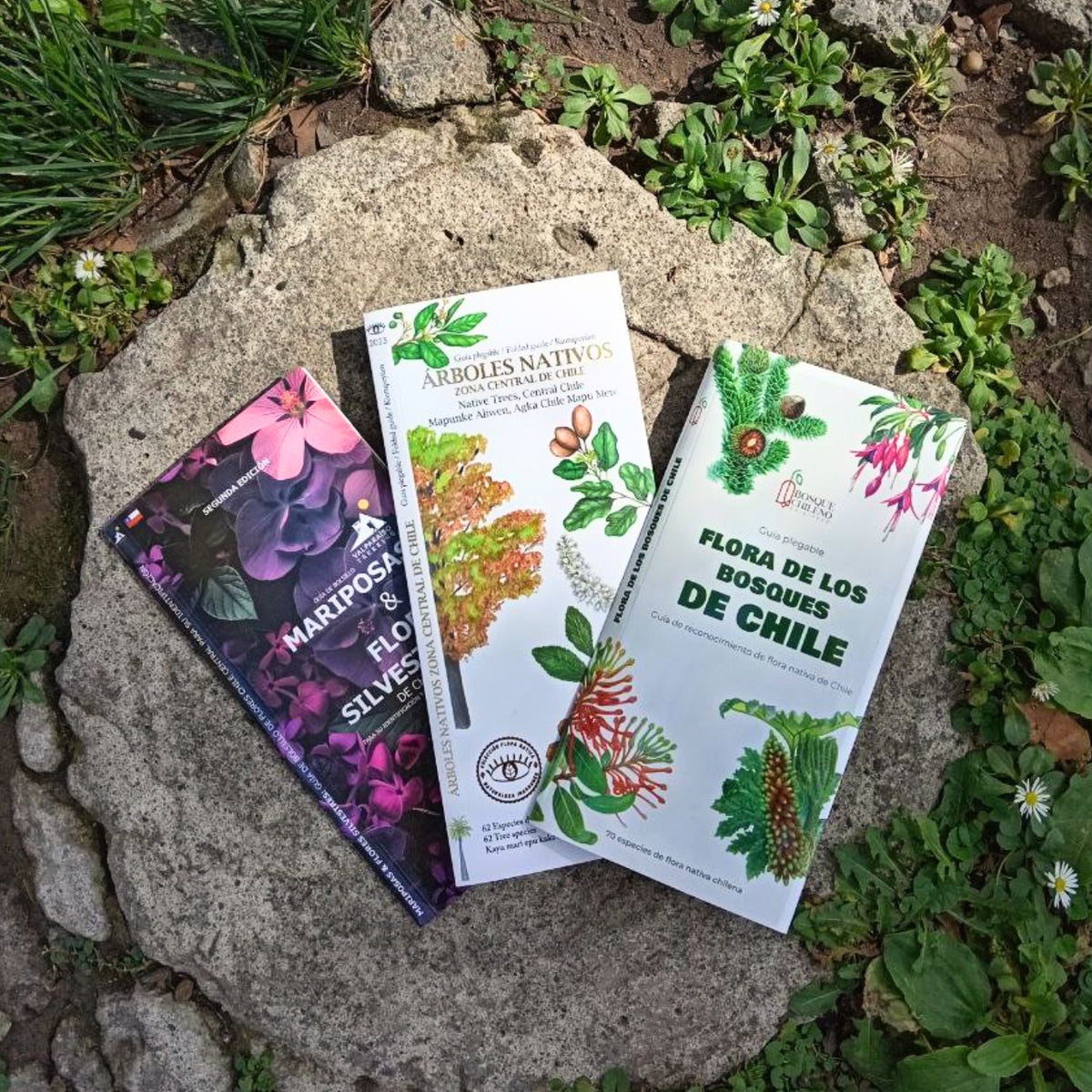 Pack flora nativa de bolsillo