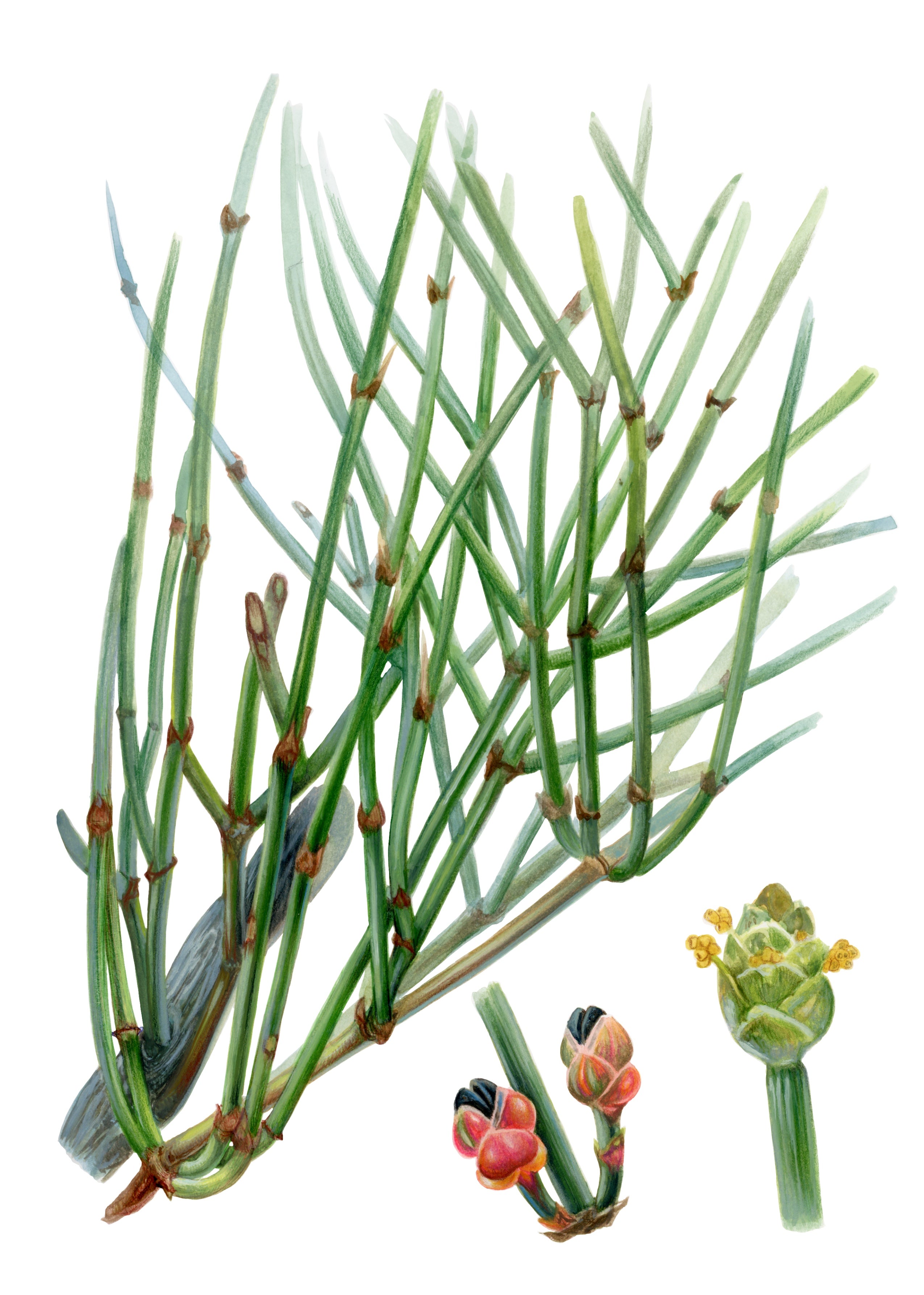 Plantas medicinales nativas de Chile (PREVENTA)
