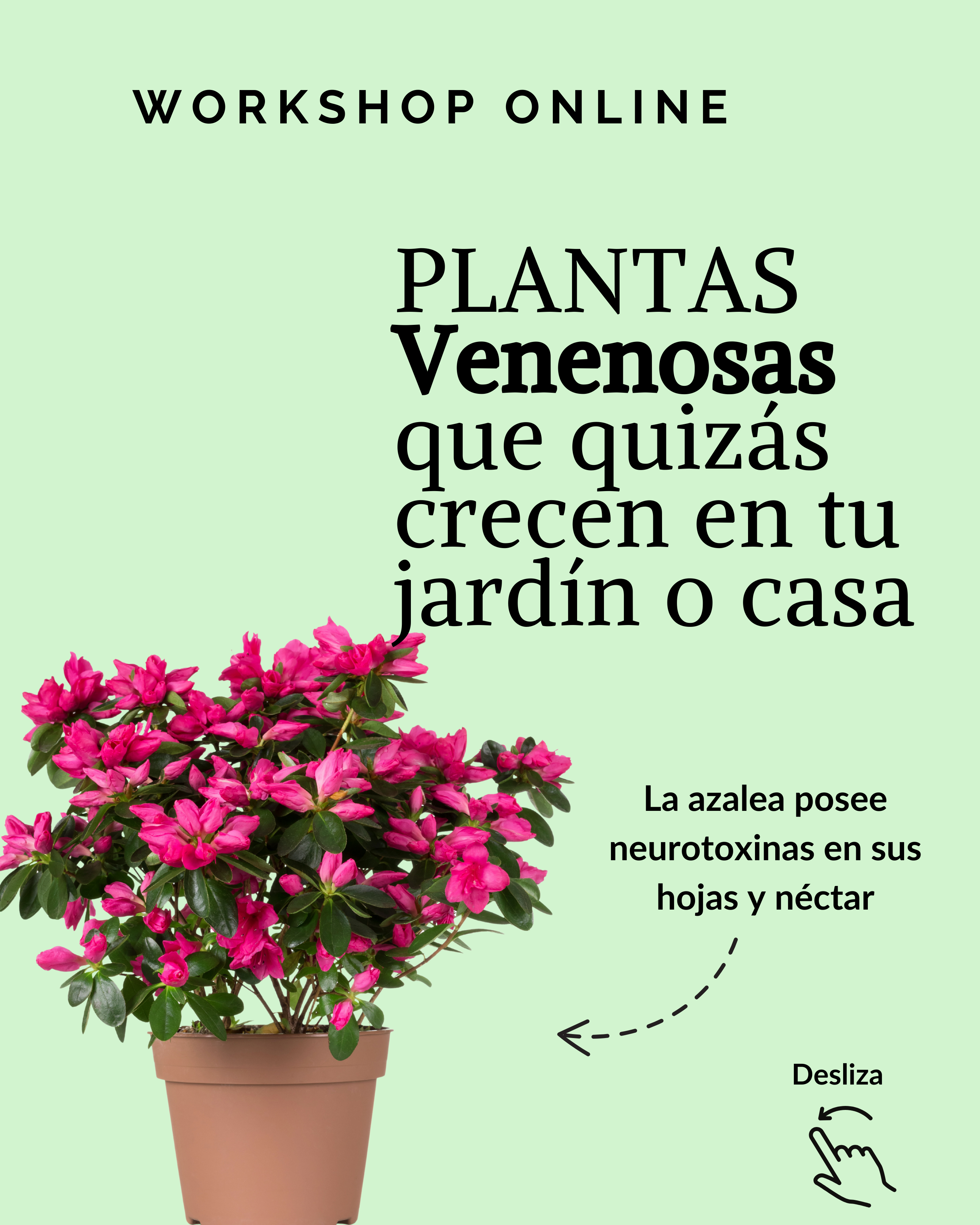 Workshop online: Plantas venenosas que quizás crecen en tu jardín o casa