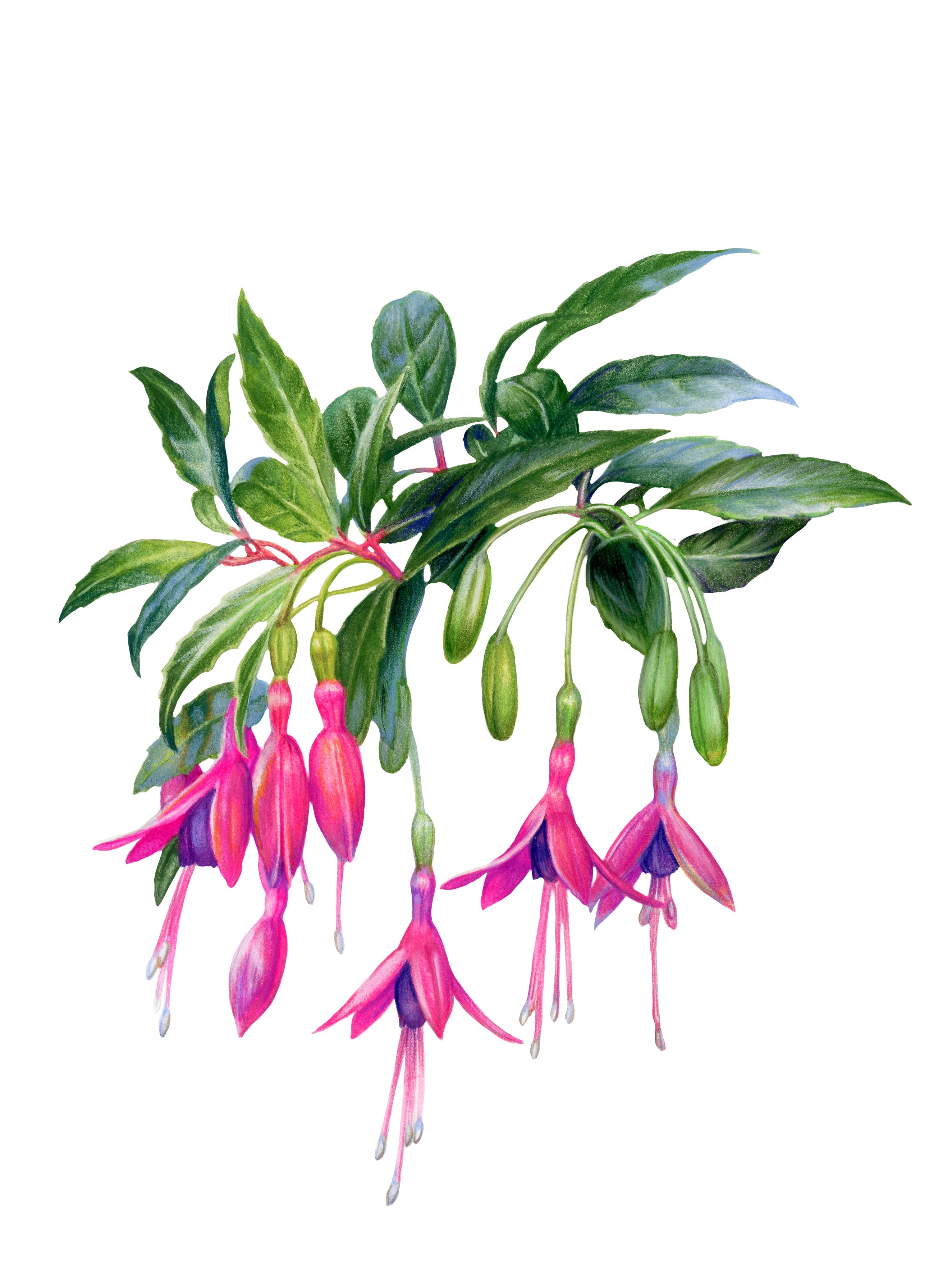 Plantas medicinales nativas de Chile