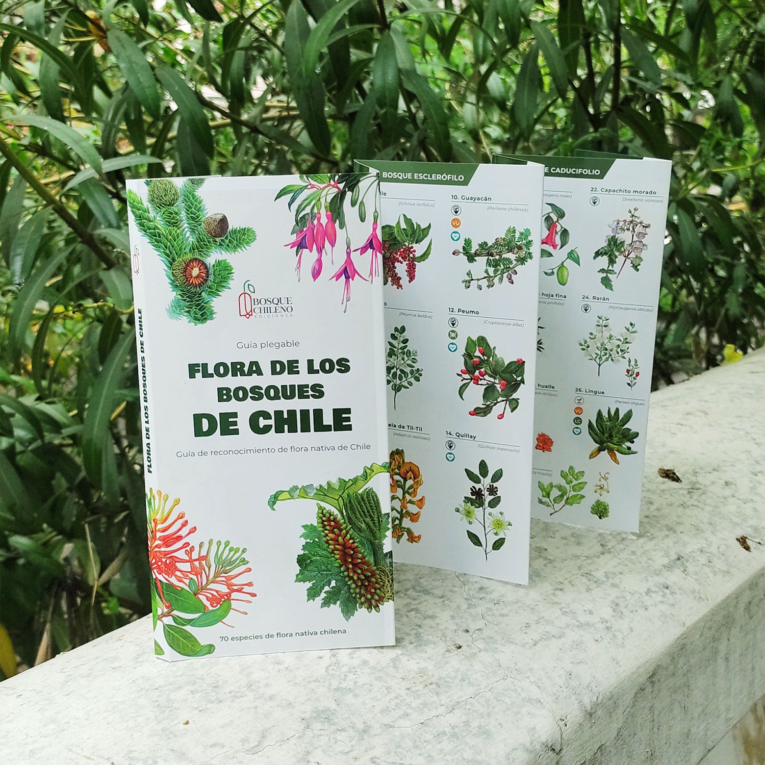 Guía de bolsillo - Flora de los bosques de Chile