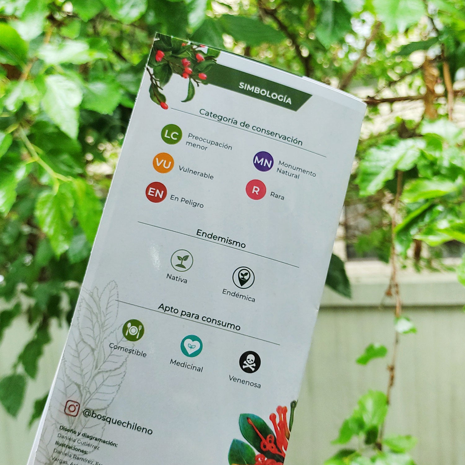 Guía de bolsillo - Flora de los bosques de Chile