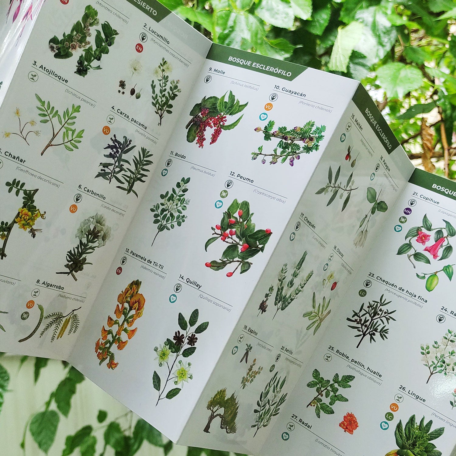 Pack Bosque Medicinal