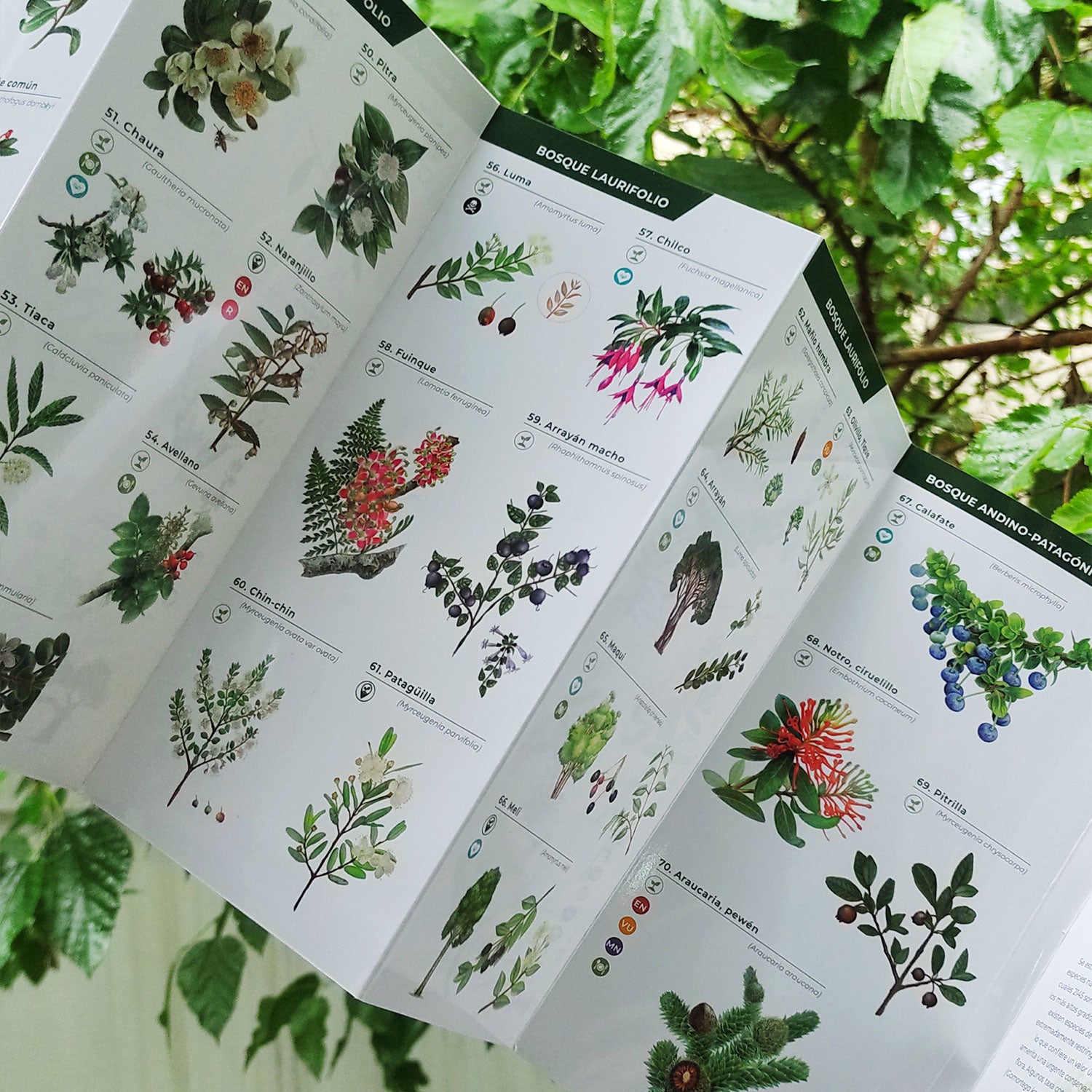 Guía de bolsillo - Flora de los bosques de Chile