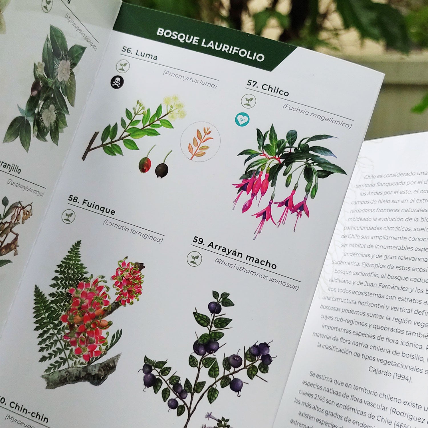 Guía de bolsillo - Flora de los bosques de Chile