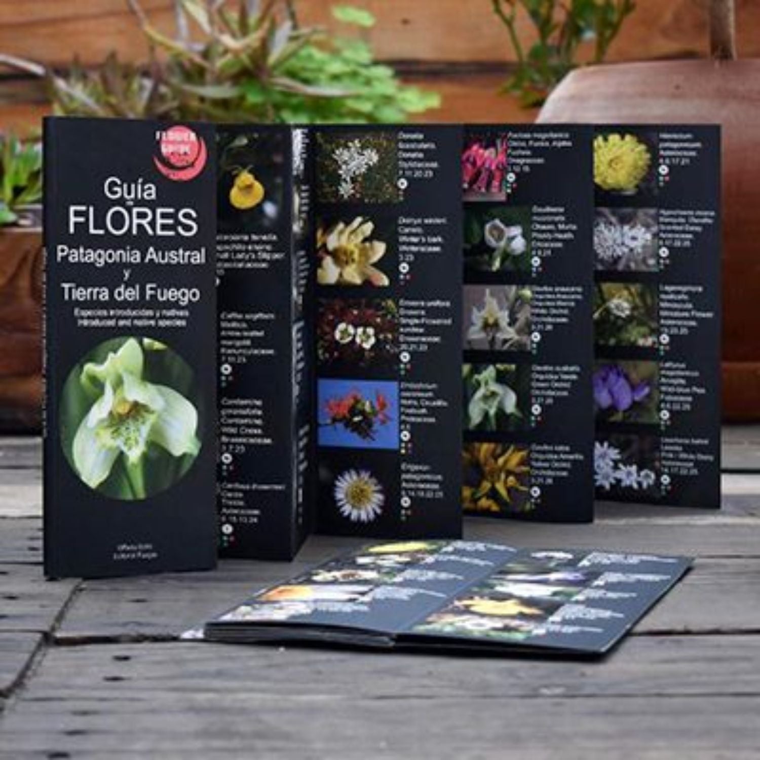 Guía de flores Patagonia Austral y Tierra del Fuego