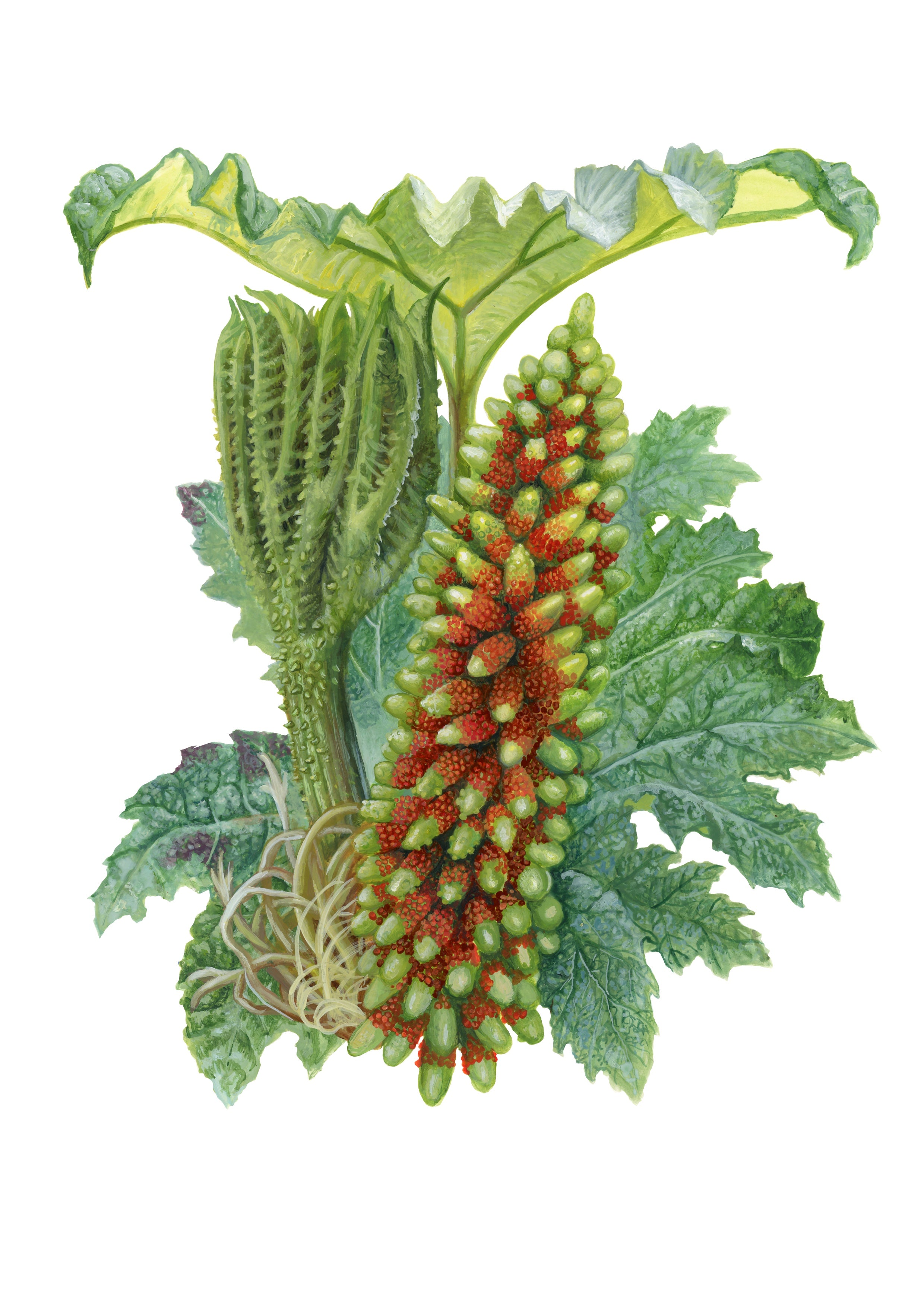 Plantas medicinales nativas de Chile (PREVENTA)