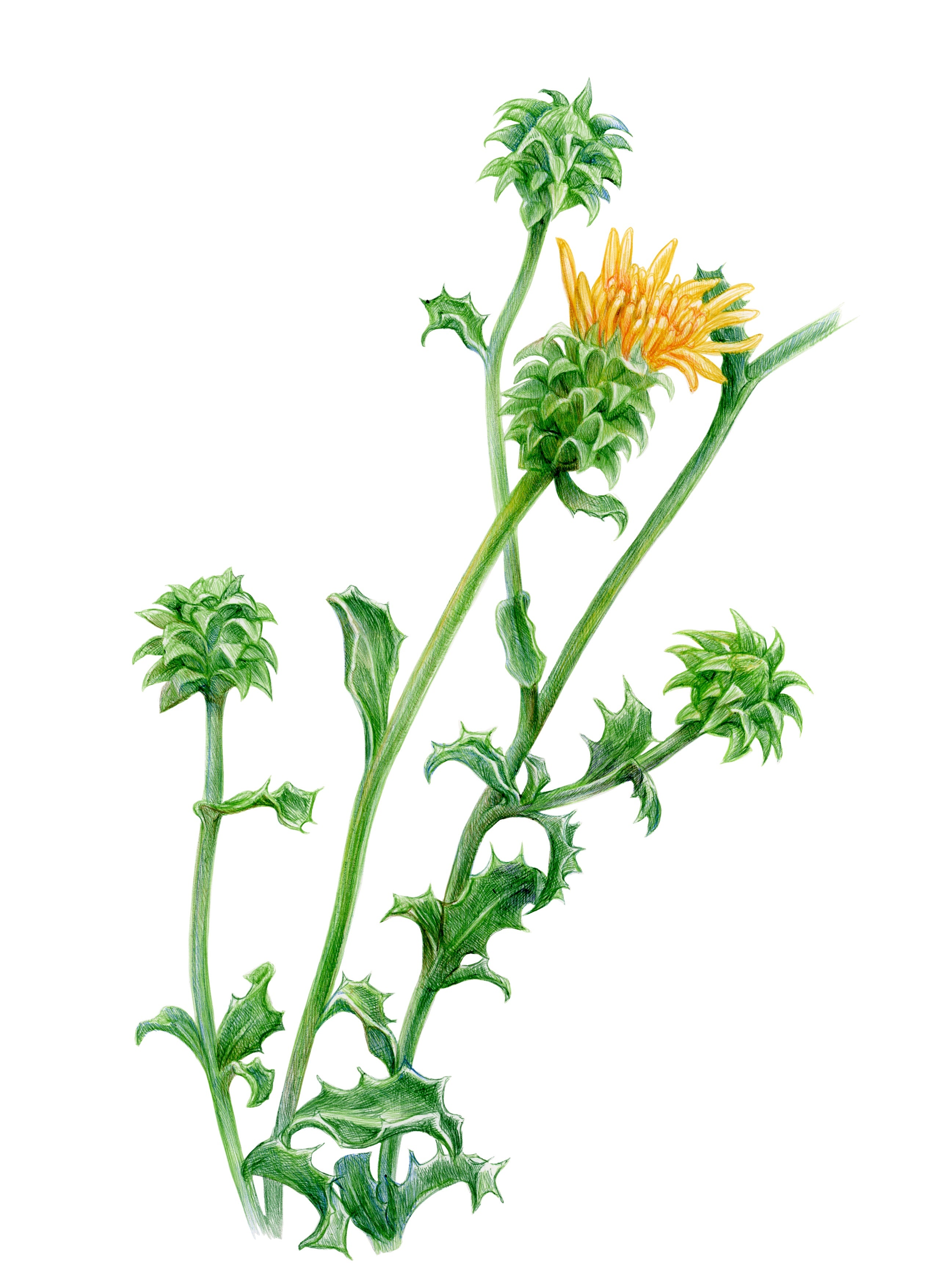 Plantas medicinales nativas de Chile (PREVENTA)