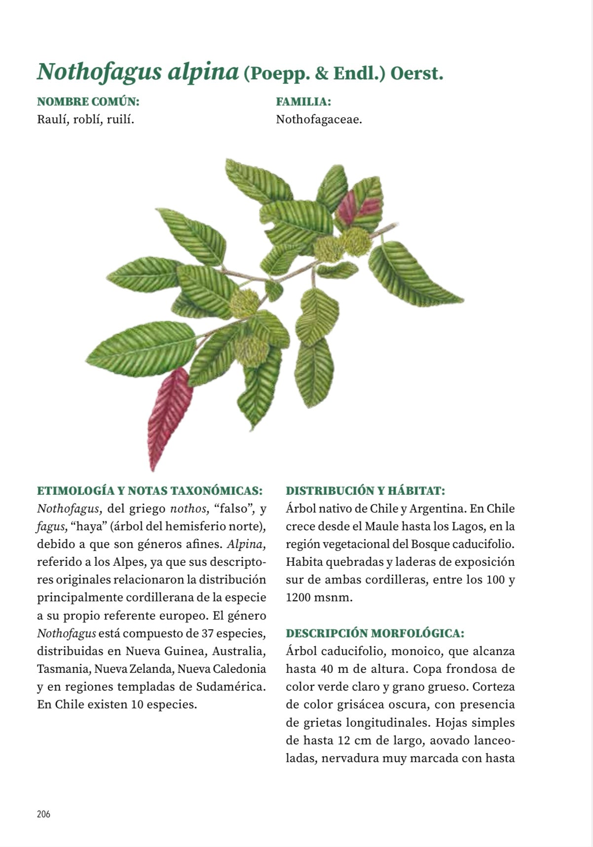 Pack Libro tapa dura + Curso Árboles de Chile
