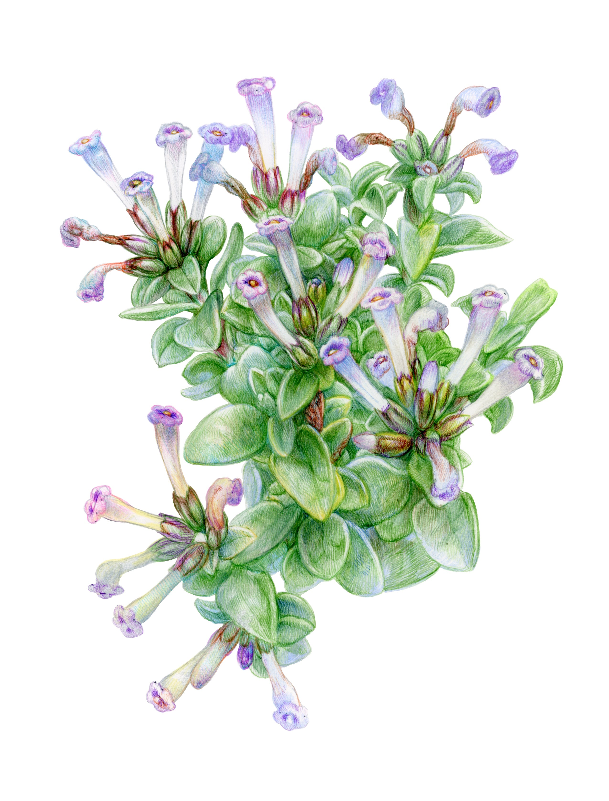 Plantas medicinales nativas de Chile (PREVENTA)