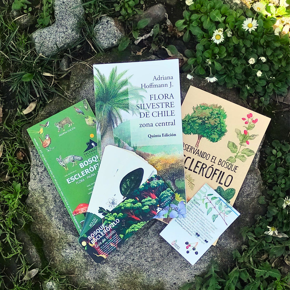 Pack Bosque Esclerófilo