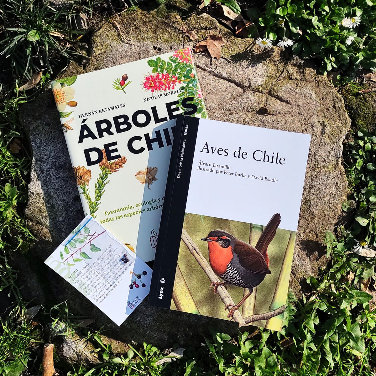 Pack Bosque y aves