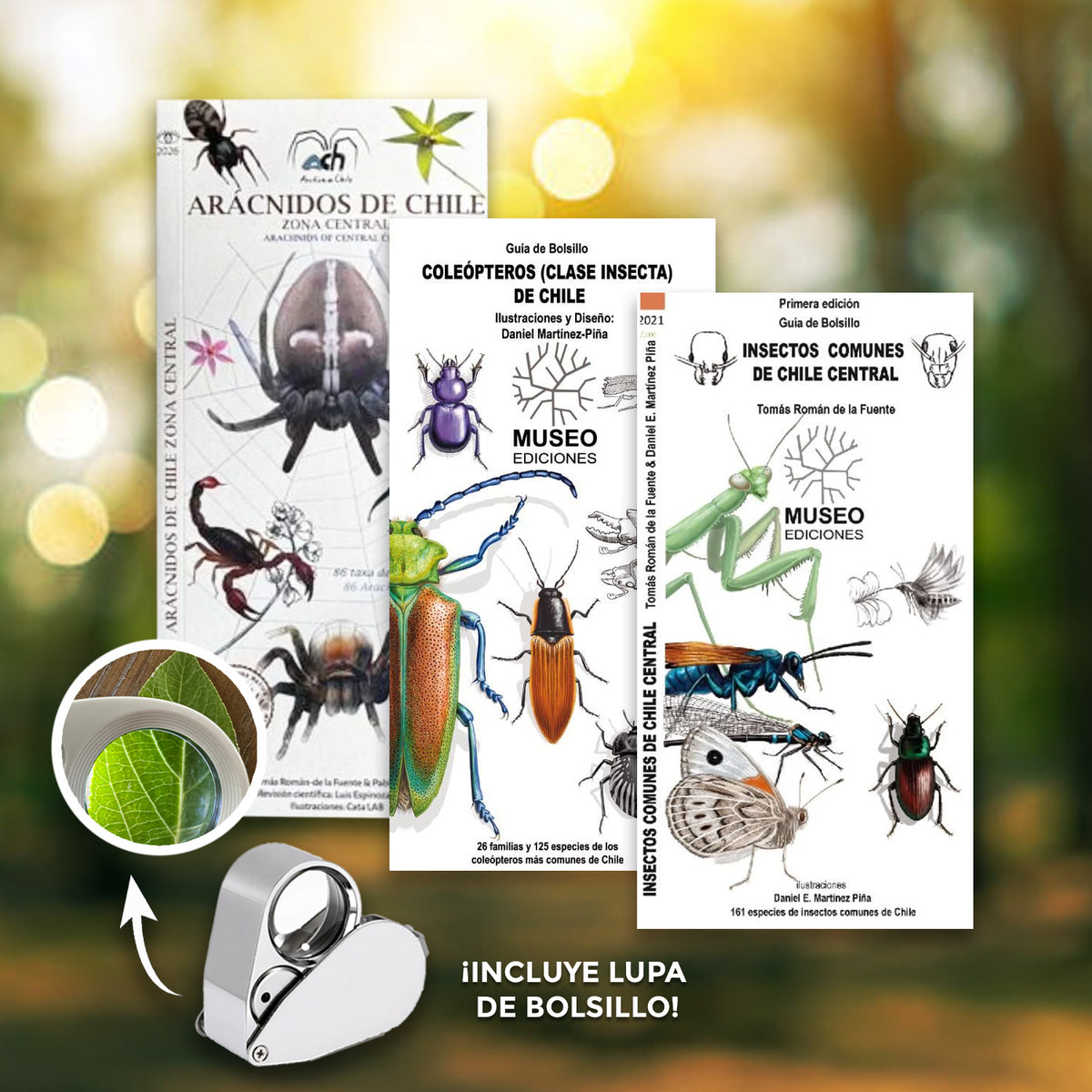 Pack entomológico de bolsillo: Insectos de Chile zona central