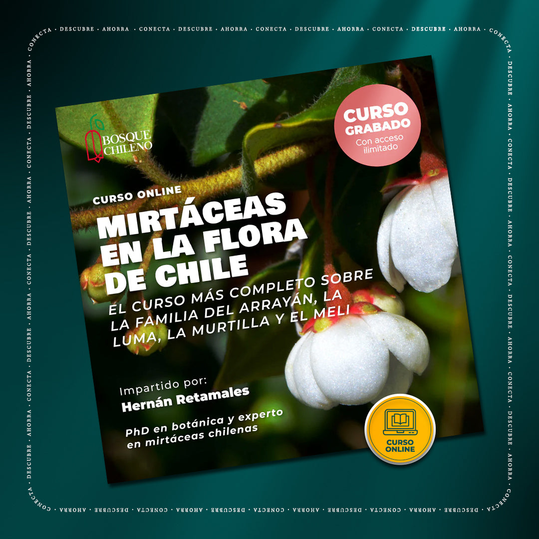Curso digital: Mirtáceas en la flora de Chile