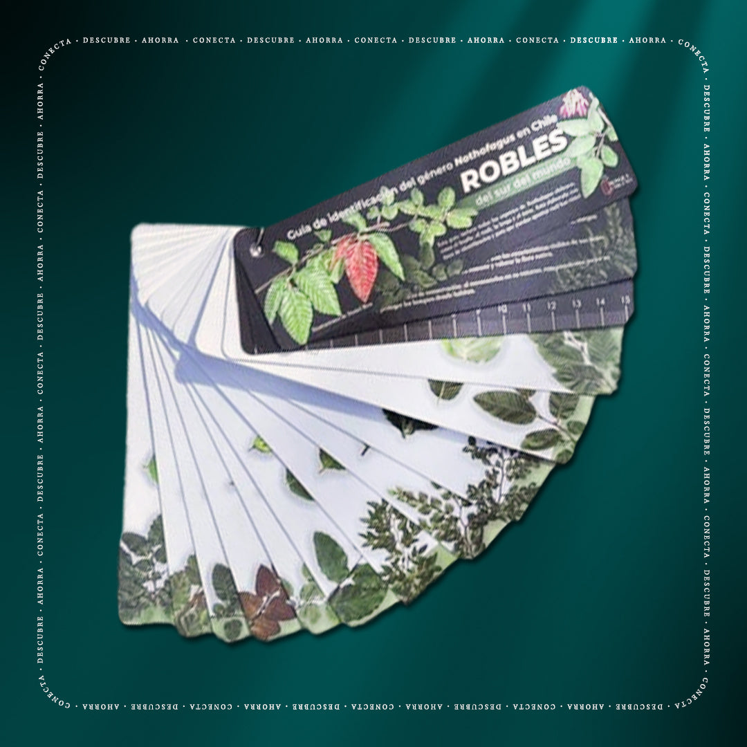 Pantonera Robles del sur del mundo - Guía de identificación del género Nothofagus en Chile