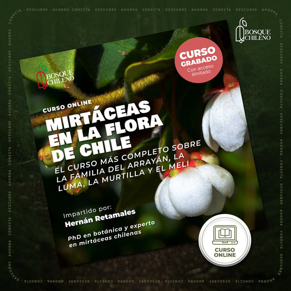 Curso Mirtáceas chilenas