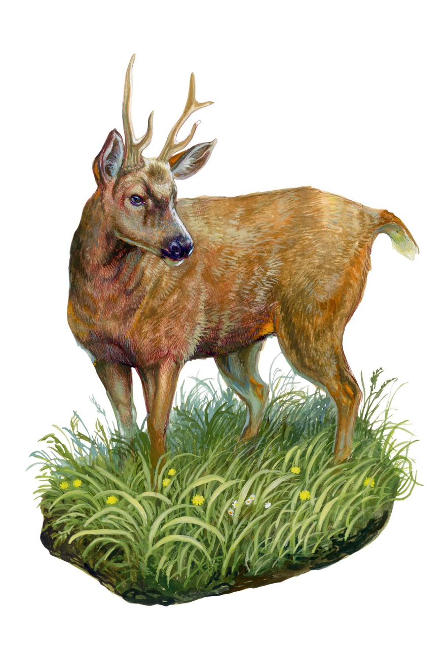 Memorice Bosque Chileno