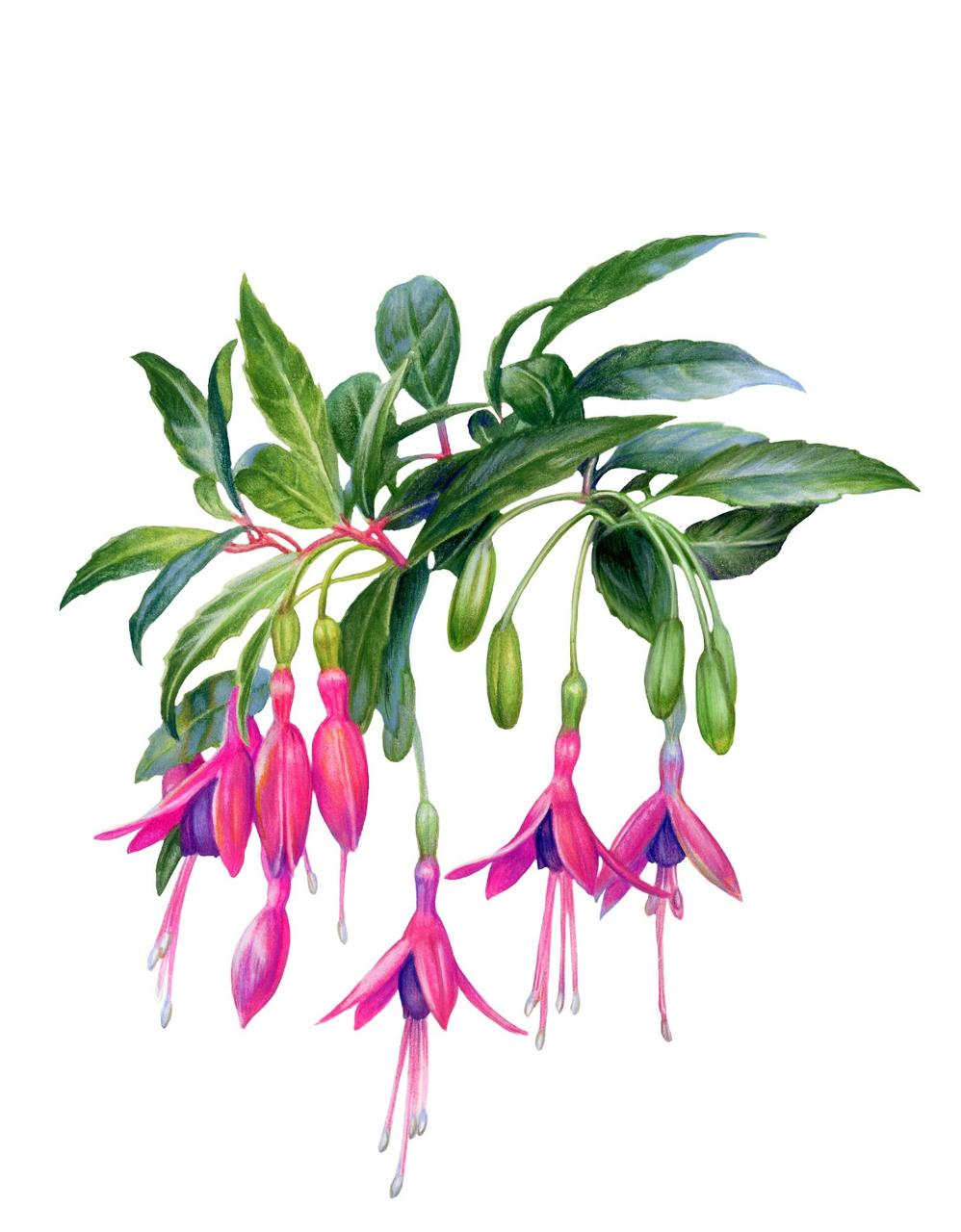 Memorice Bosque Chileno