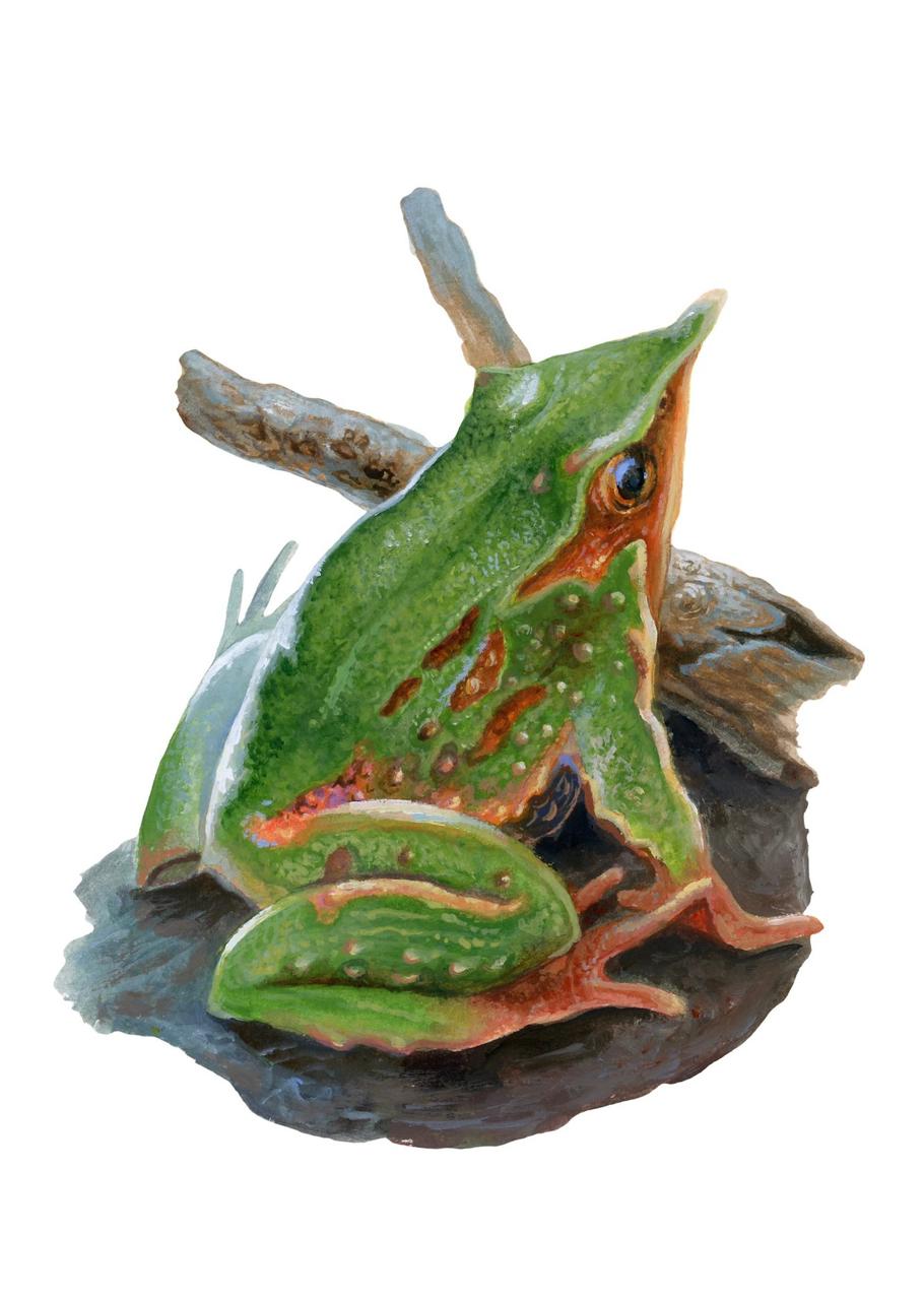 Memorice Bosque Chileno