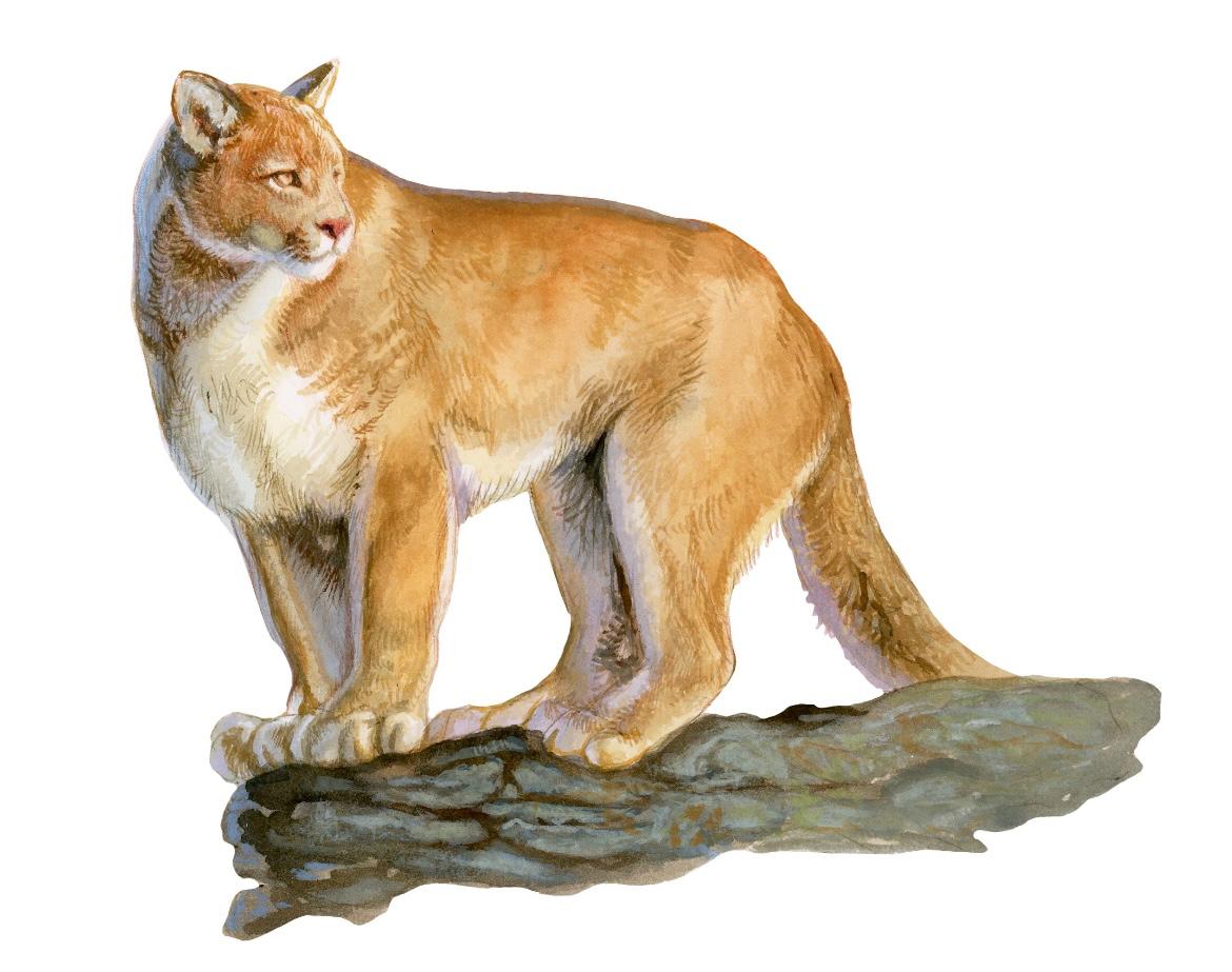 Memorice Bosque Chileno