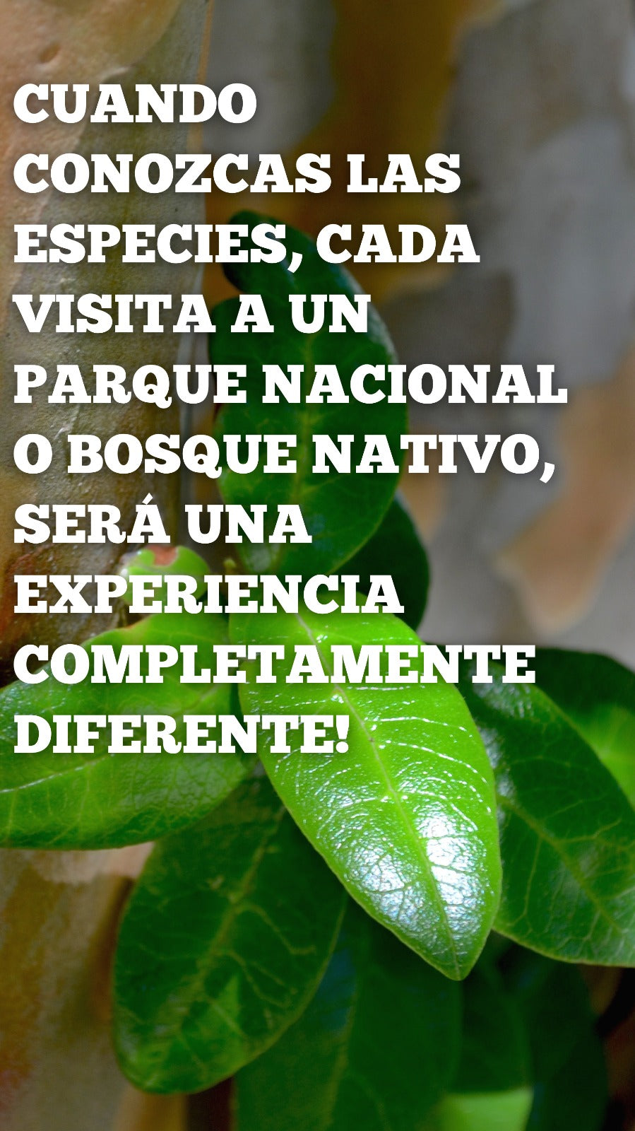 Curso online: Mirtáceas en la flora de Chile