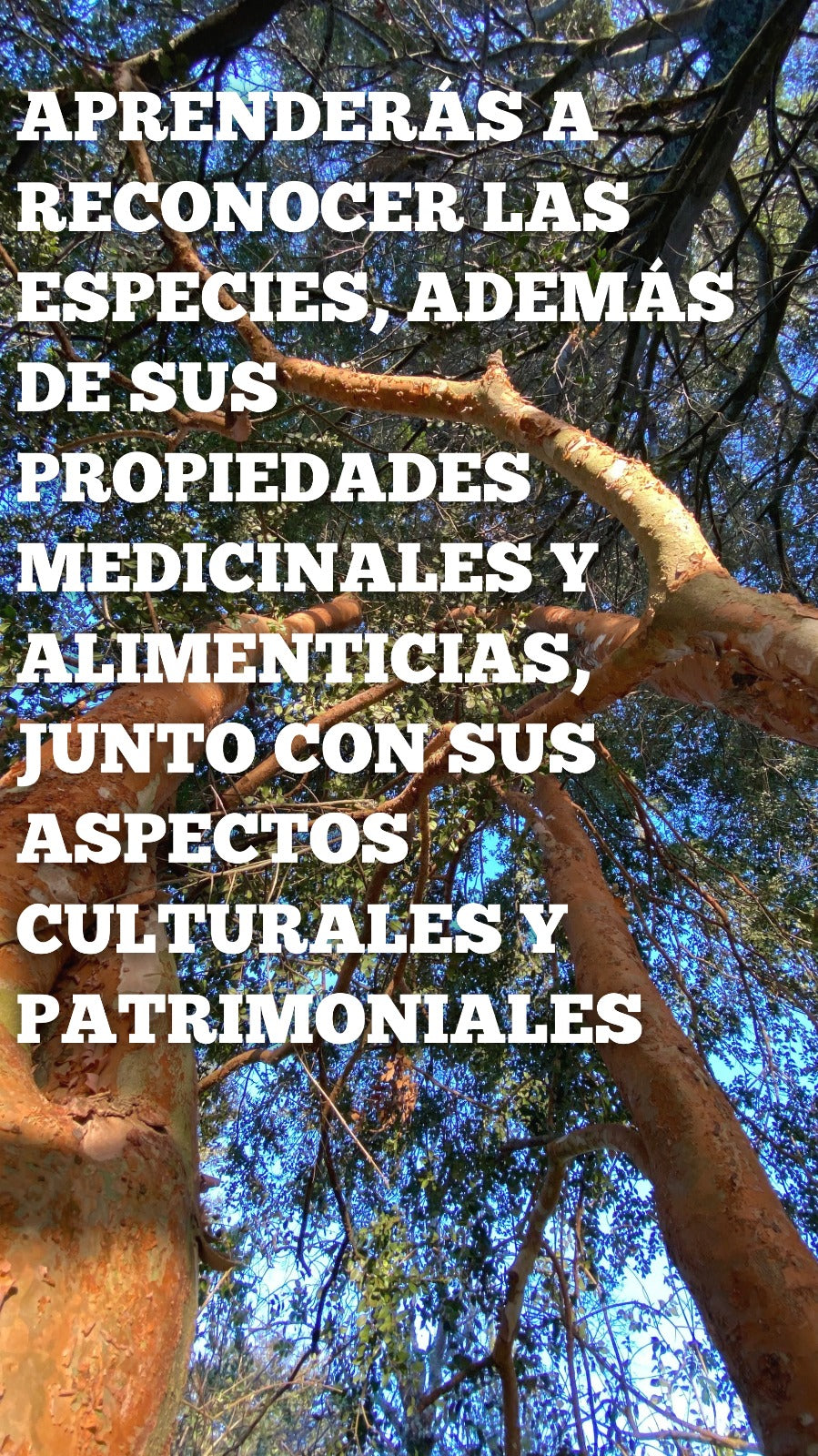 Curso digital: Mirtáceas en la flora de Chile